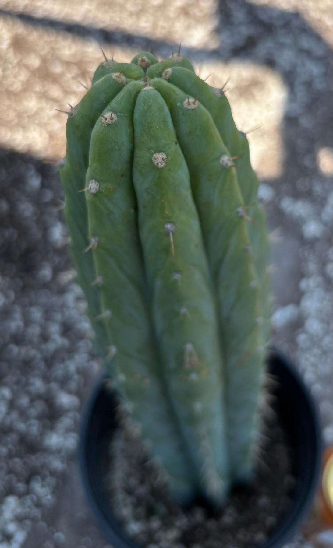 #EC368 EXACT Trichocereus Lost Label Cactus 16"-Cactus - Large - Exact-The Succulent Source