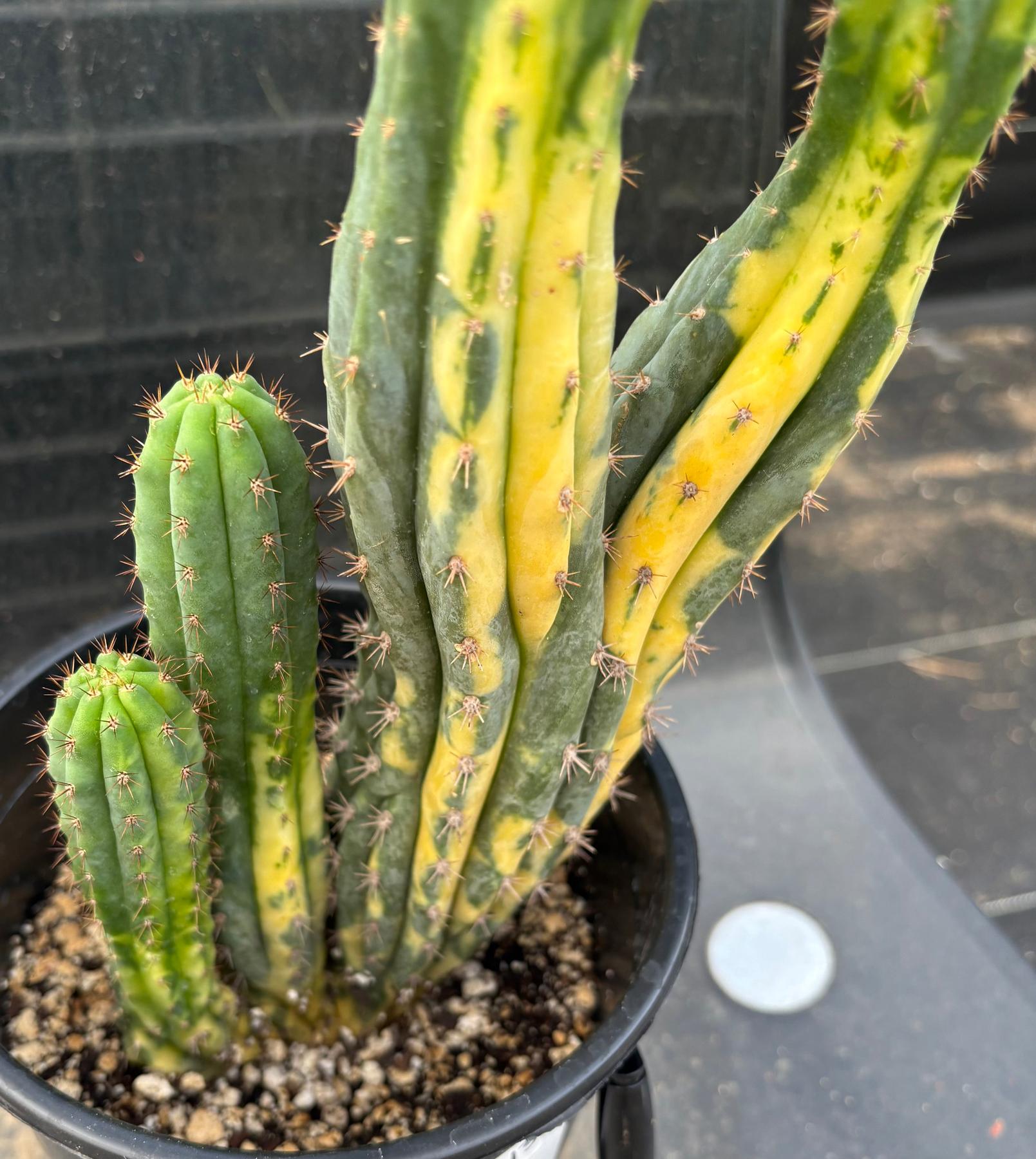 #EC37 EXACT Trichocereus Hybrid Pachanoi China Gold Variegated Crested Cactus 13.5”-Cactus - Large - Exact-The Succulent Source
