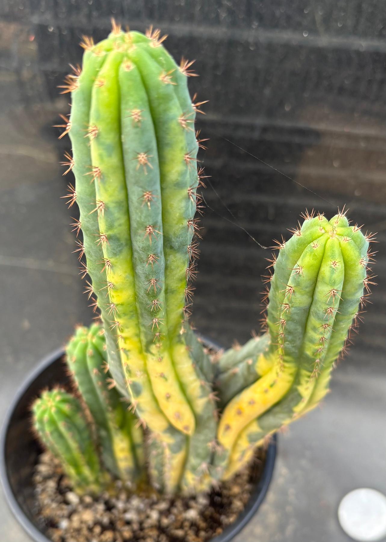 #EC37 EXACT Trichocereus Hybrid Pachanoi China Gold Variegated Crested Cactus 13.5”-Cactus - Large - Exact-The Succulent Source