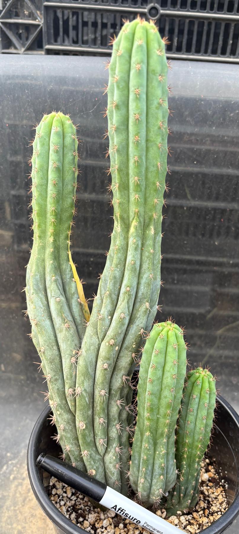 #EC37 EXACT Trichocereus Hybrid Pachanoi China Gold Variegated Crested Cactus 13.5”-Cactus - Large - Exact-The Succulent Source