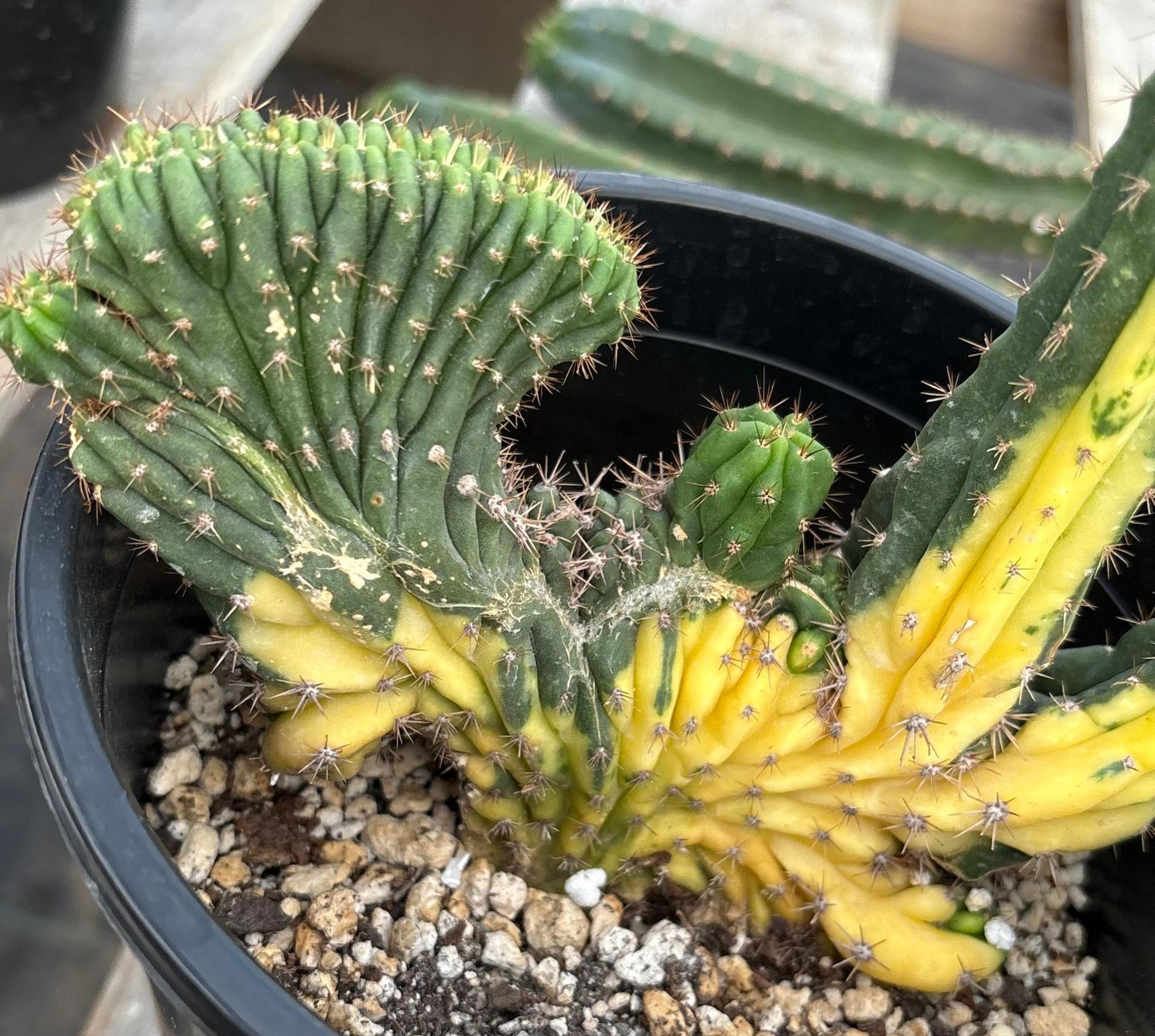#EC37 EXACT Trichocereus Hybrid Pachanoi China Gold Variegated Crested Cactus-Cactus - Large - Exact-The Succulent Source