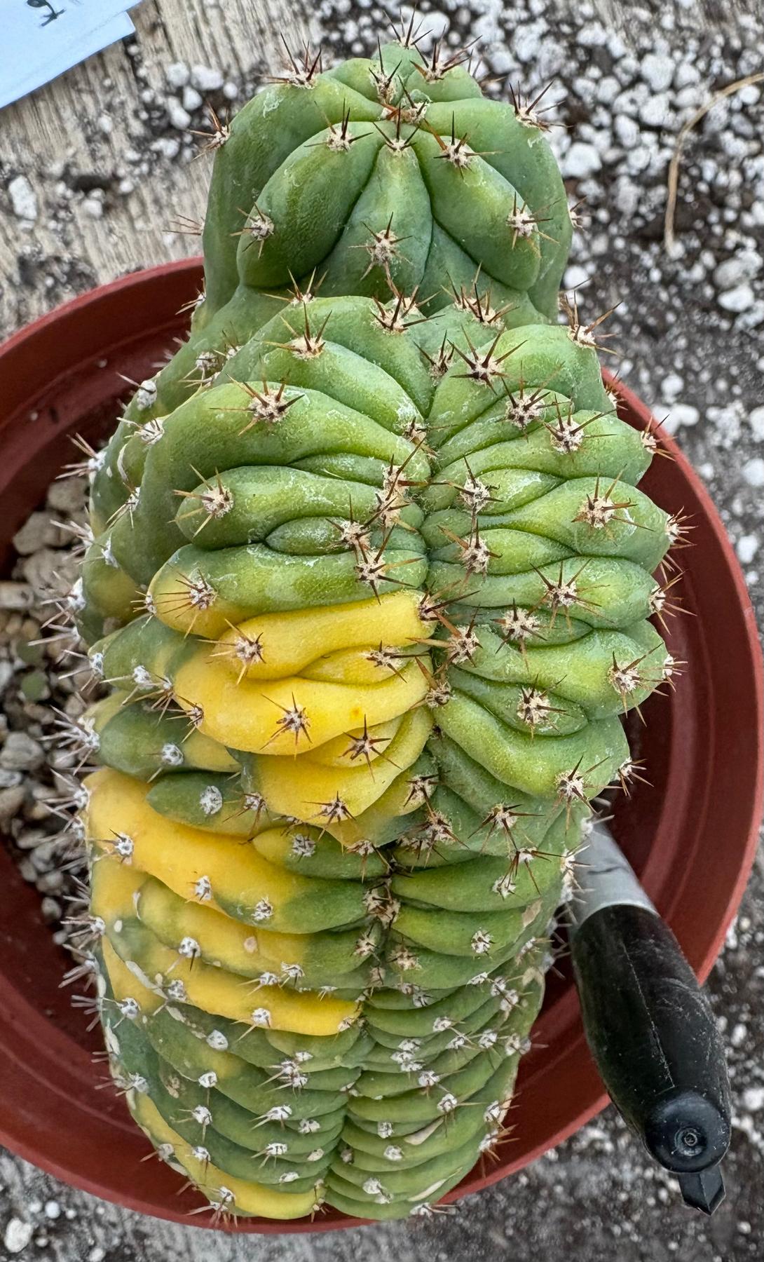 #EC37 EXACT Trichocereus Hybrid Pachanoi China Gold Variegated Crested Cactus-Cactus - Large - Exact-The Succulent Source