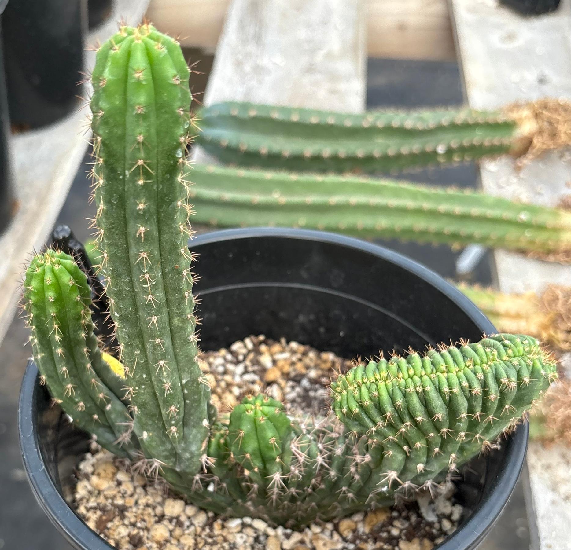 #EC37 EXACT Trichocereus Hybrid Pachanoi China Gold Variegated Crested Cactus-Cactus - Large - Exact-The Succulent Source