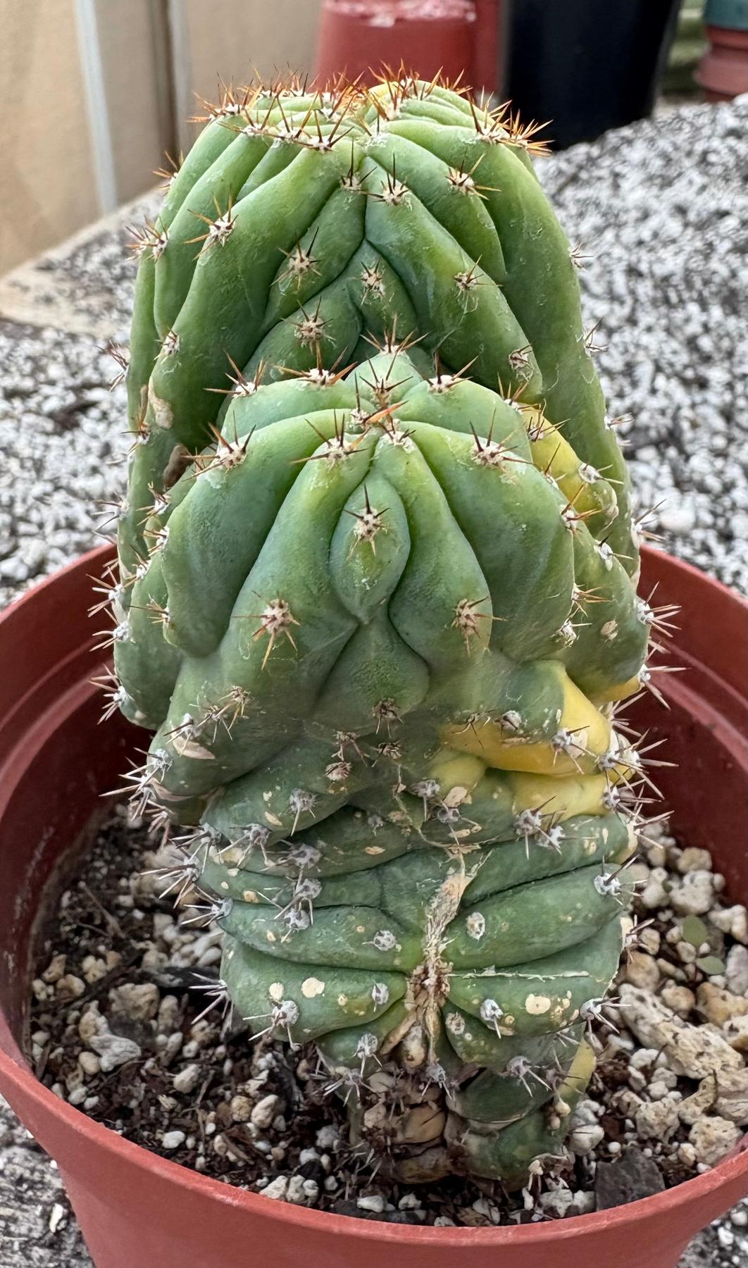 #EC37 EXACT Trichocereus Hybrid Pachanoi China Gold Variegated Crested Cactus-Cactus - Large - Exact-The Succulent Source