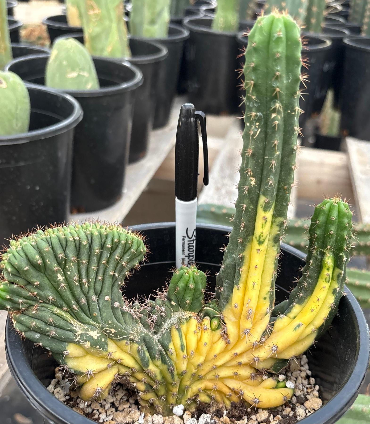 #EC37 EXACT Trichocereus Hybrid Pachanoi China Gold Variegated Crested Cactus-Cactus - Large - Exact-The Succulent Source