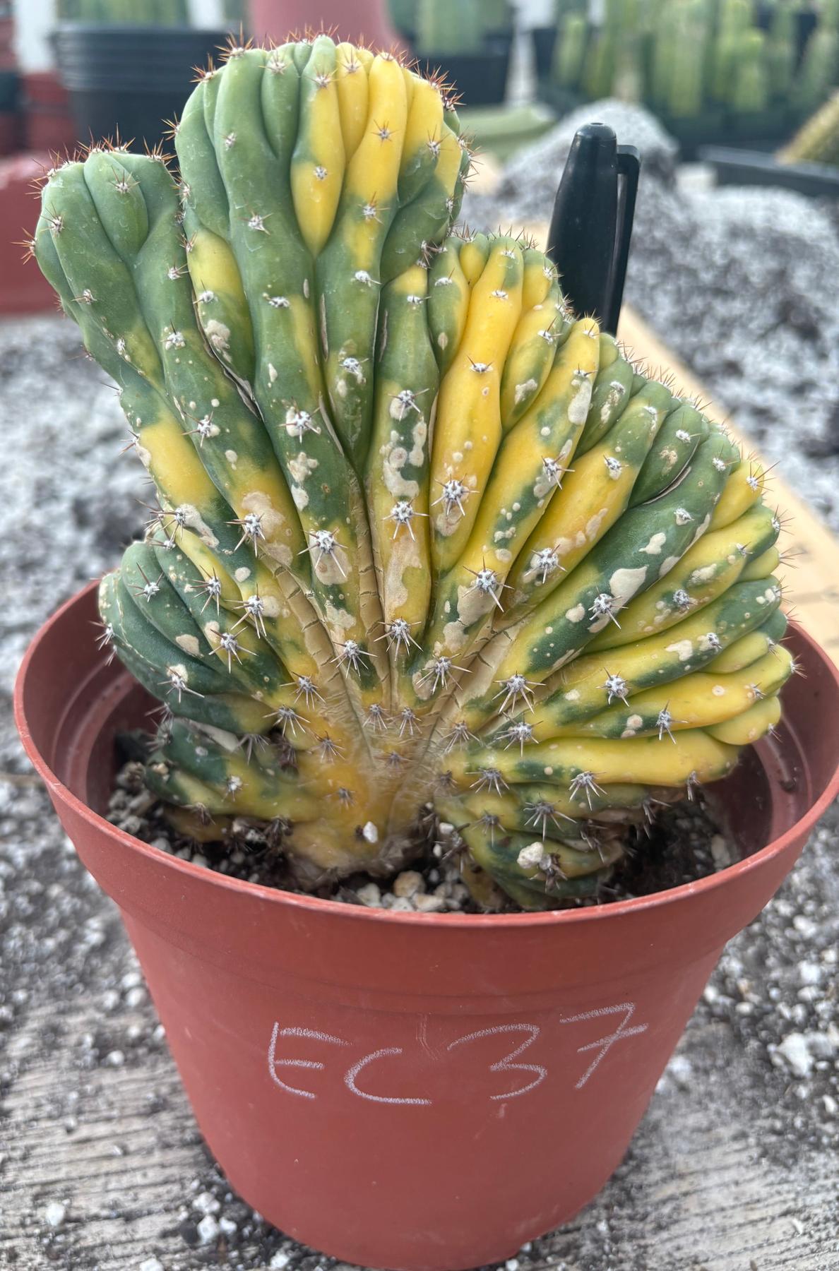 #EC37 EXACT Trichocereus Hybrid Pachanoi China Gold Variegated Crested Cactus-Cactus - Large - Exact-The Succulent Source