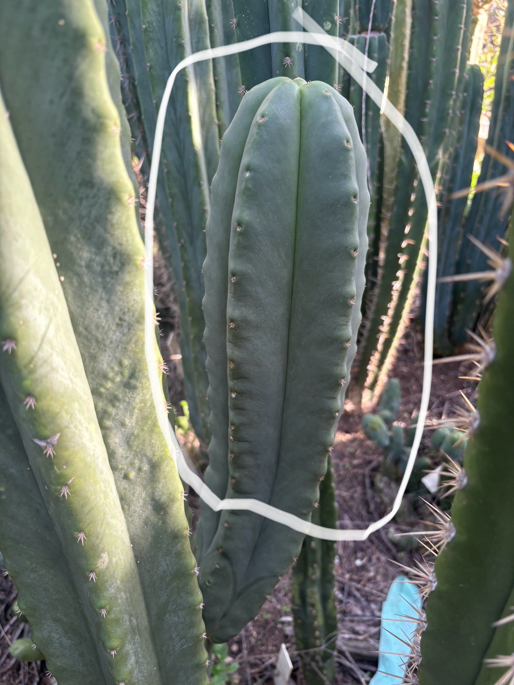 #EC370 EXACT Trichocereus Hybrid Brighton Cordobensis X Scop Kirsty Emerald Watcher Cactus Cutting 10”-Cactus - Large - Exact-The Succulent Source