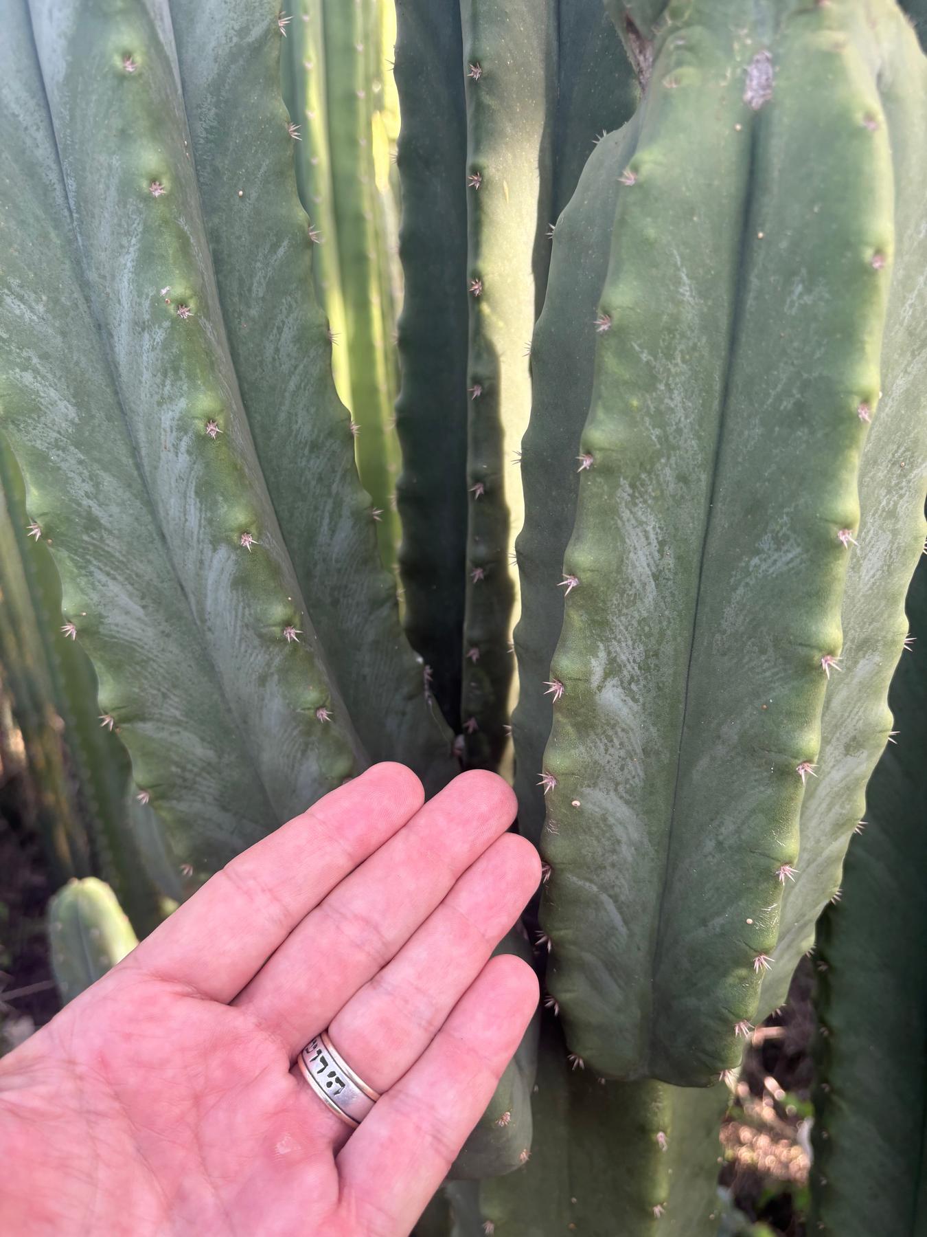 #EC370 EXACT Trichocereus Hybrid Brighton Cordobensis X Scop Kirsty Emerald Watcher Cactus Cutting 10”-Cactus - Large - Exact-The Succulent Source