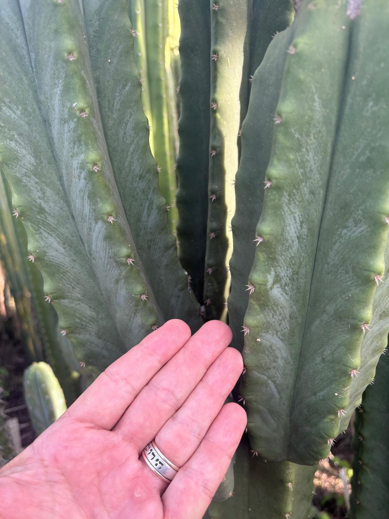 #EC370 EXACT Trichocereus Hybrid Brighton Cordobensis X Scop Kirsty Emerald Watcher Cactus Cutting 10”-Cactus - Large - Exact-The Succulent Source