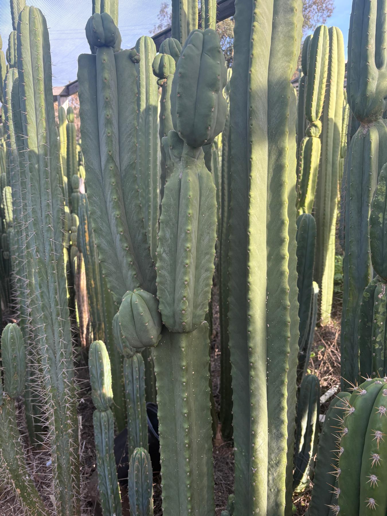 #EC370 EXACT Trichocereus Hybrid Brighton Cordobensis X Scop Kirsty Emerald Watcher Cactus Cutting 10”-Cactus - Large - Exact-The Succulent Source