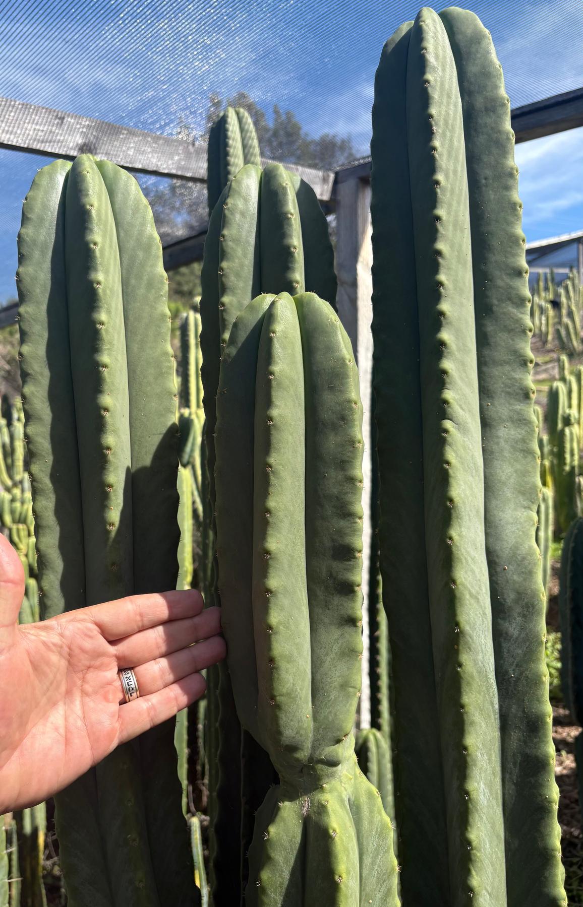 #EC370 EXACT Trichocereus Hybrid Brighton Cordobensis X Scop Kirsty Cactus Cutting 10”-Cactus - Large - Exact-The Succulent Source