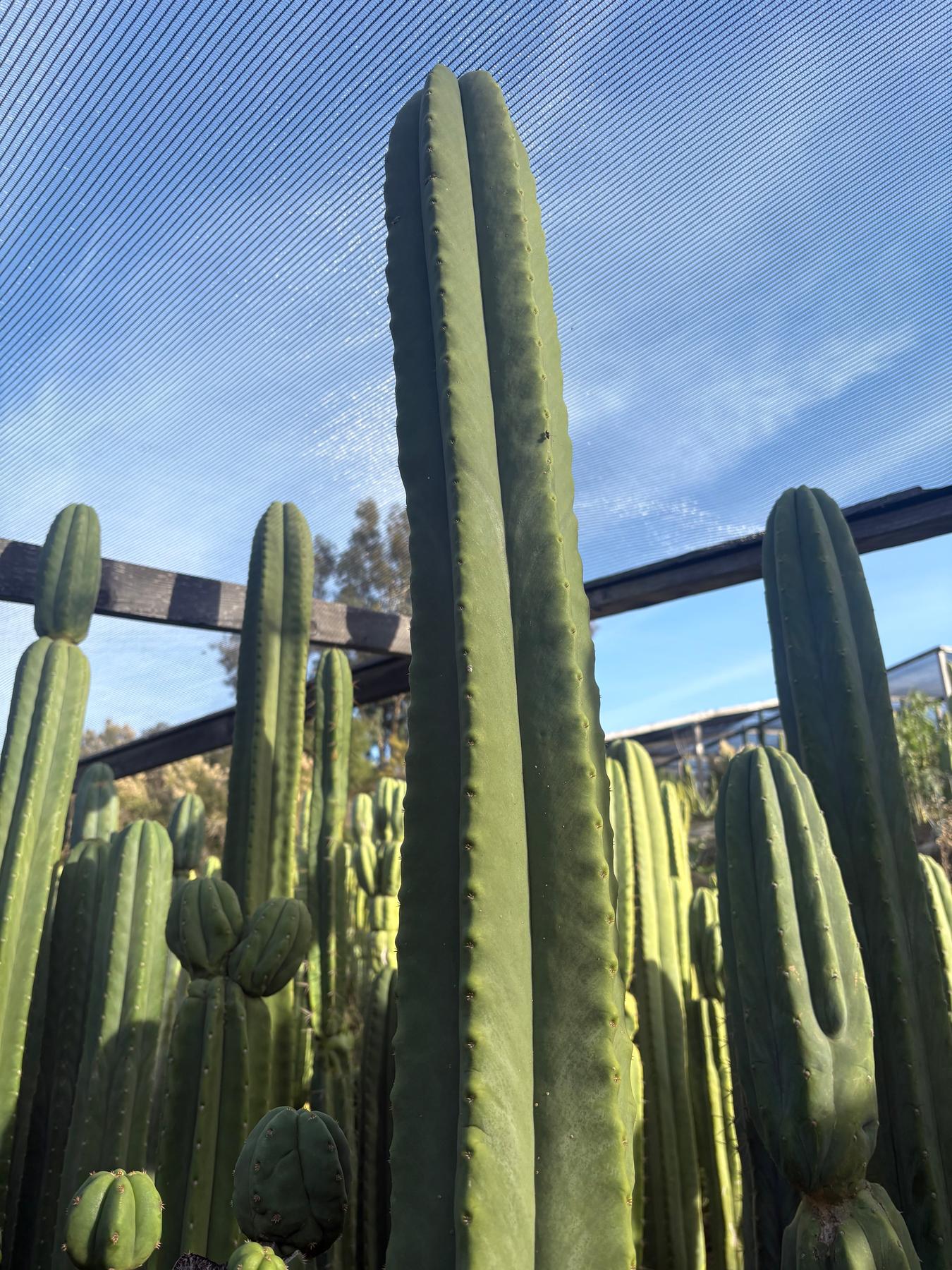 #EC370 EXACT Trichocereus Hybrid Brighton Cordobensis X Scop Kirsty Emerald Watcher Cactus Cutting 10”-Cactus - Large - Exact-The Succulent Source