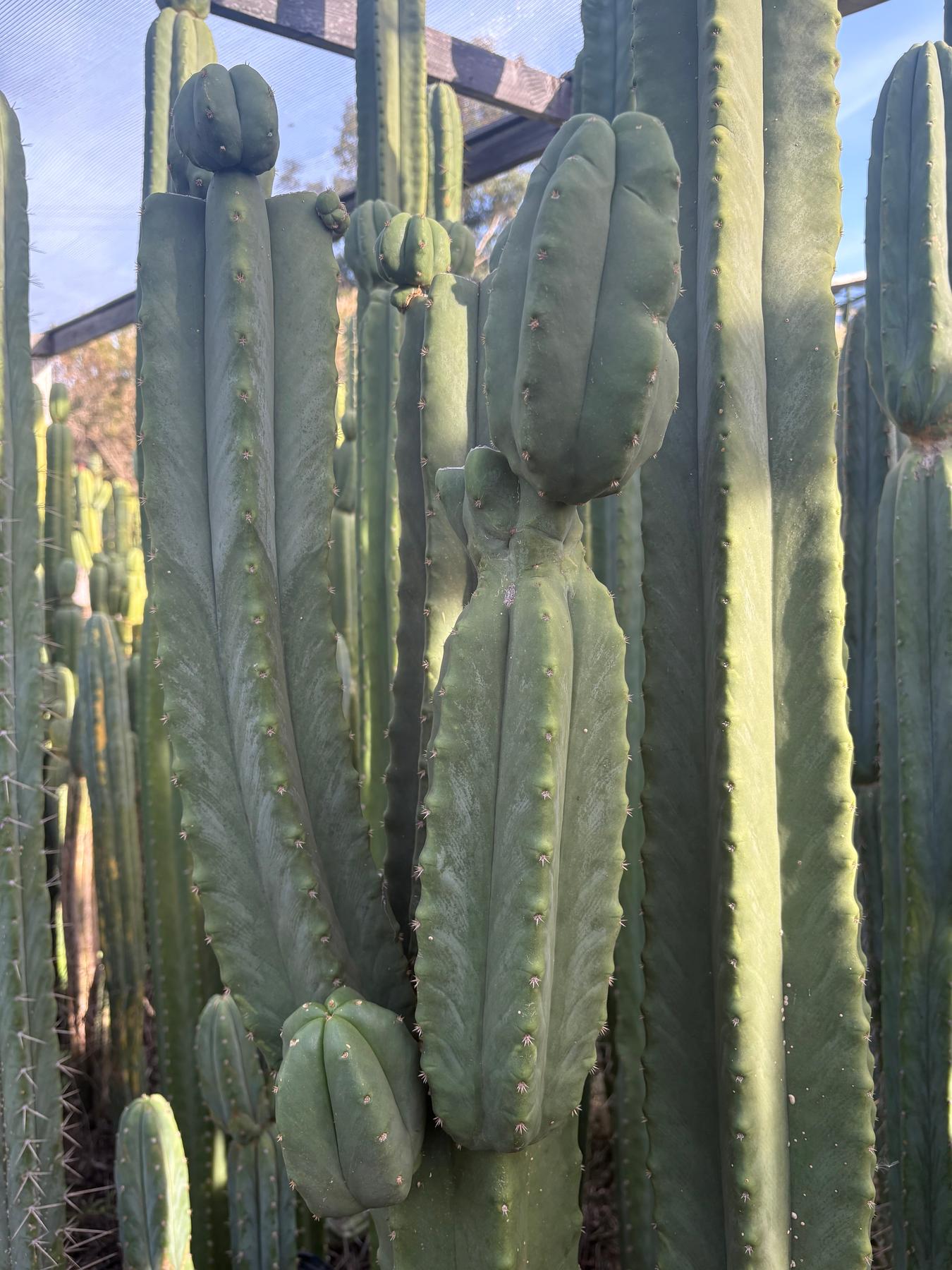 #EC370 EXACT Trichocereus Hybrid Brighton Cordobensis X Scop Kirsty Emerald Watcher Cactus Cutting 10”-Cactus - Large - Exact-The Succulent Source