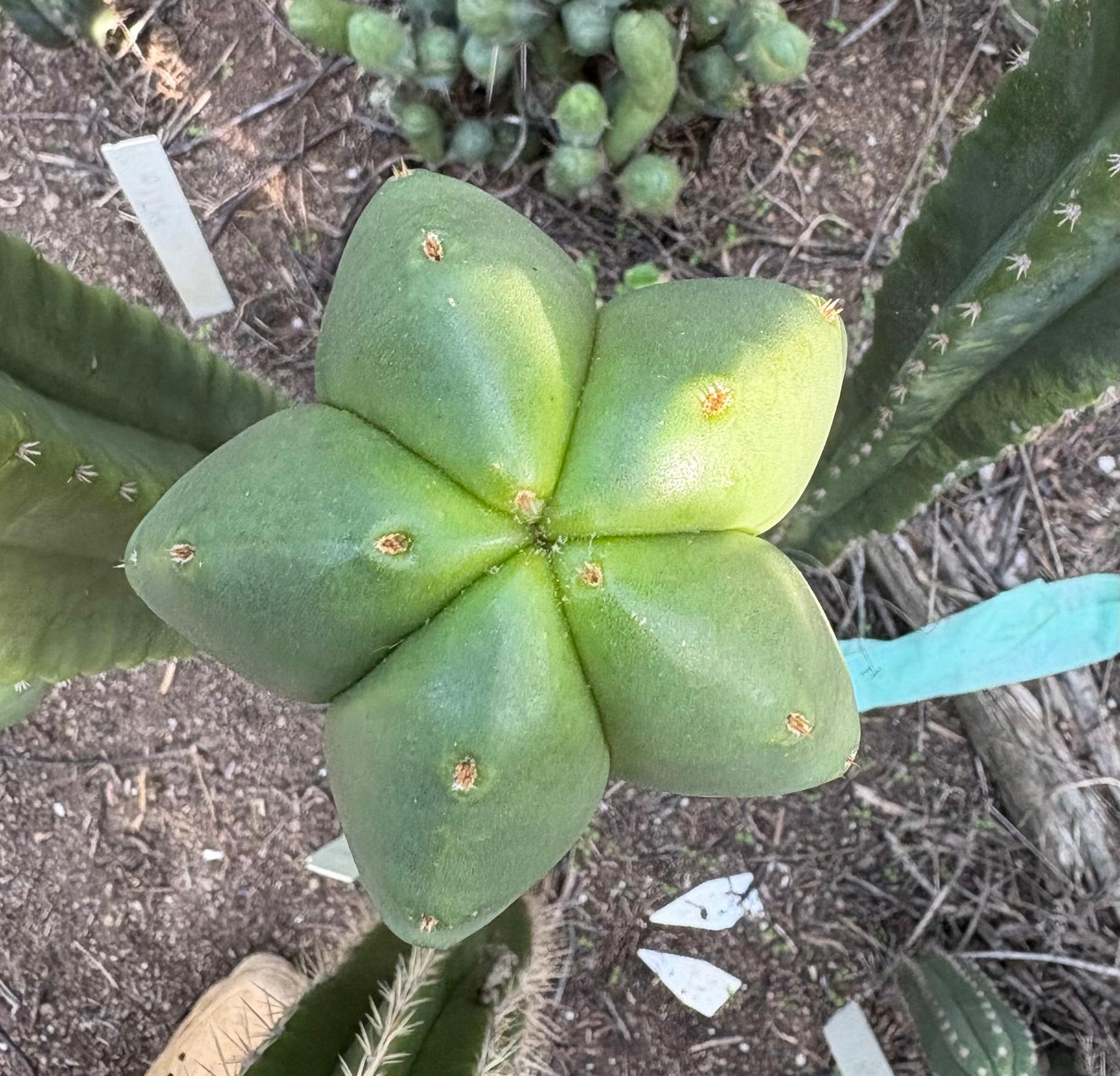#EC370 EXACT Trichocereus Hybrid Brighton Cordobensis X Scop Kirsty Emerald Watcher Cactus Cutting 10”-Cactus - Large - Exact-The Succulent Source