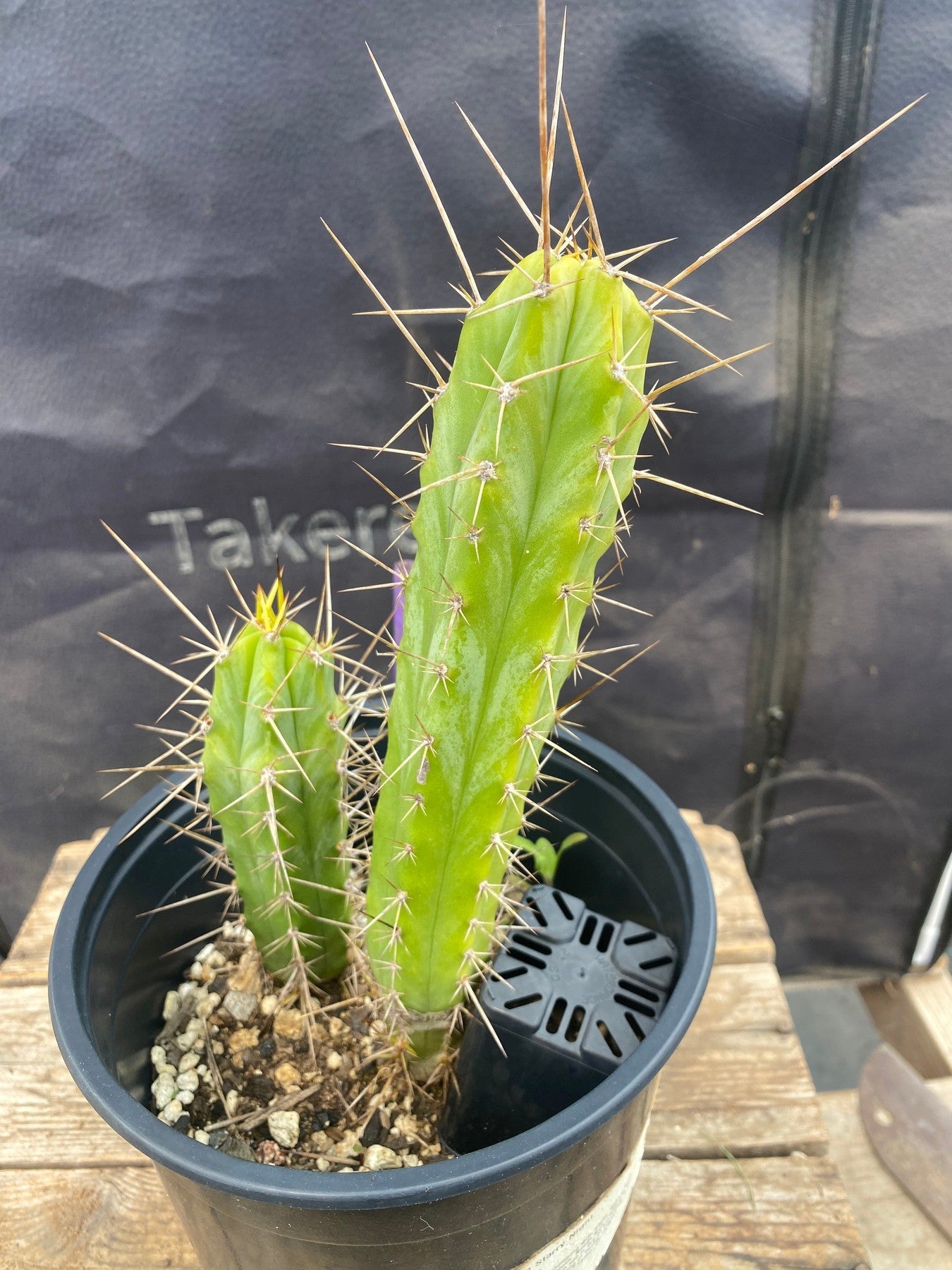 #EC371 EXACT Trichocereus Anok X SS02 Cactus 8.5”-Cactus - Large - Exact-The Succulent Source
