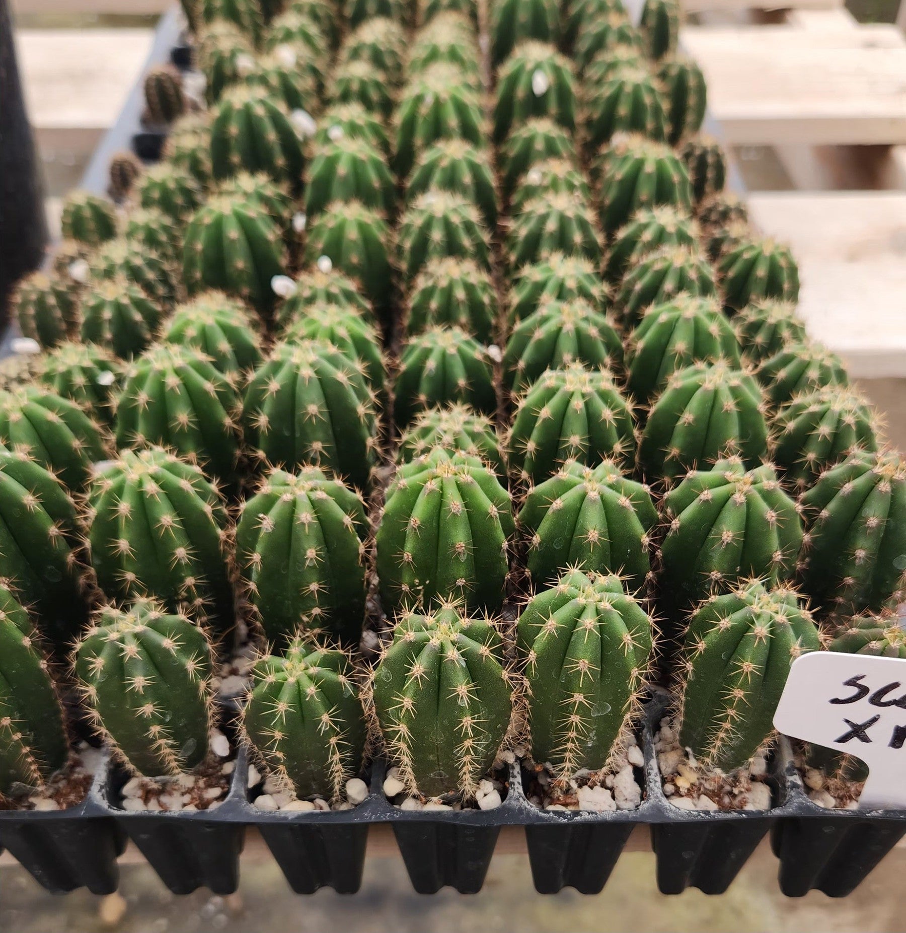 #EC371 EXACT Trichocereus Scopulicola X Matucana plug 2-3”-Cactus - Large - Exact-The Succulent Source