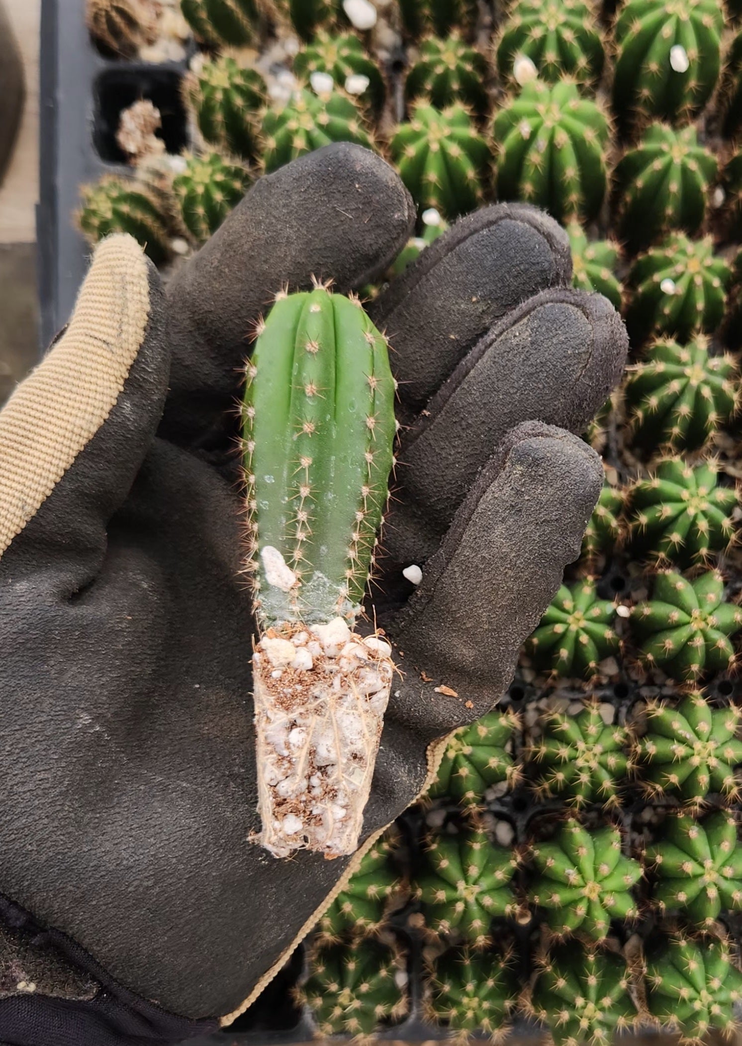 #EC371 EXACT Trichocereus Scopulicola X Matucana plug 2-3”-Cactus - Large - Exact-The Succulent Source