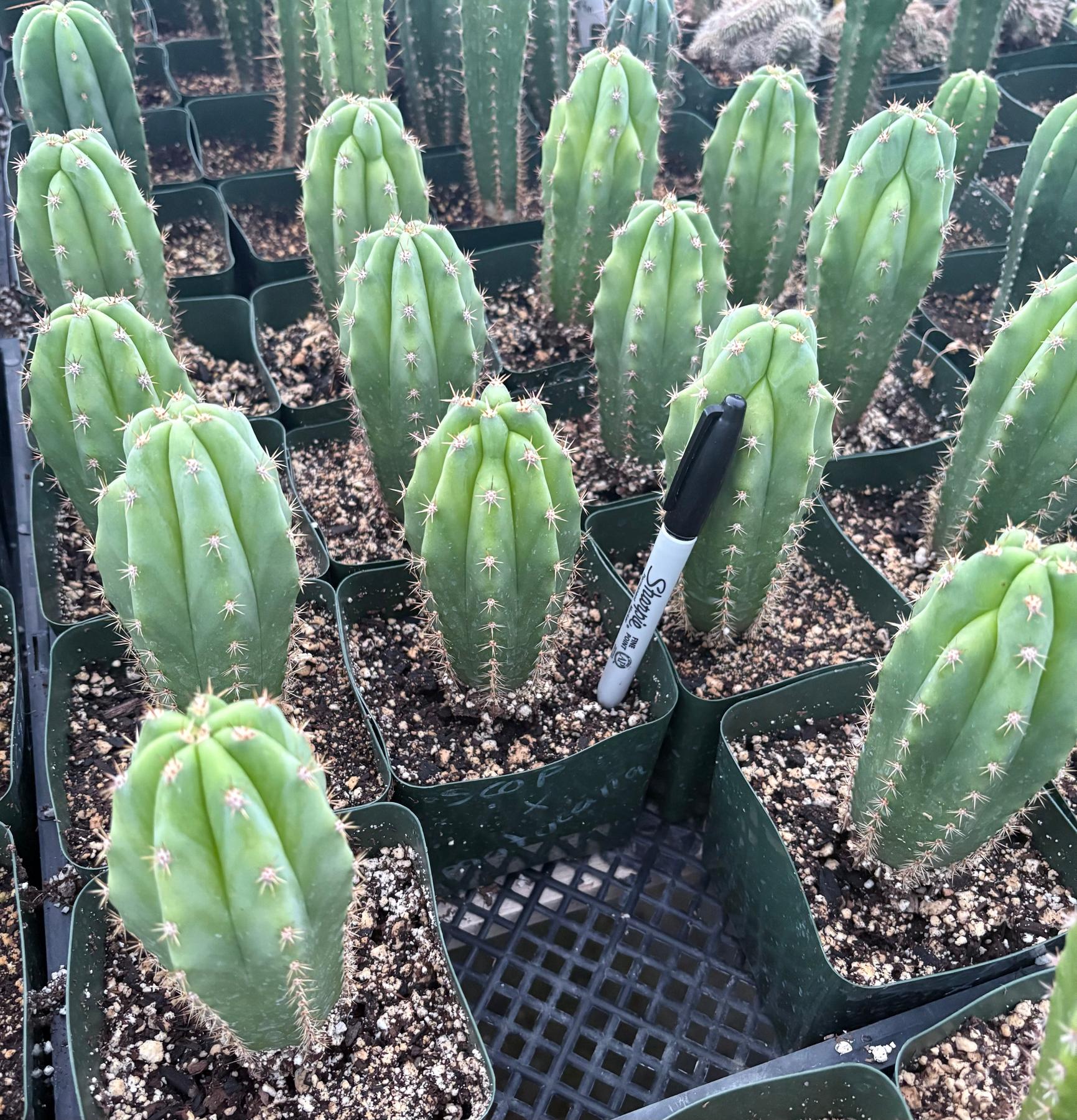 #EC371 EXACT Trichocereus Scopulicola X Matucana plug seedlings 3-4”-Cactus - Large - Exact-The Succulent Source