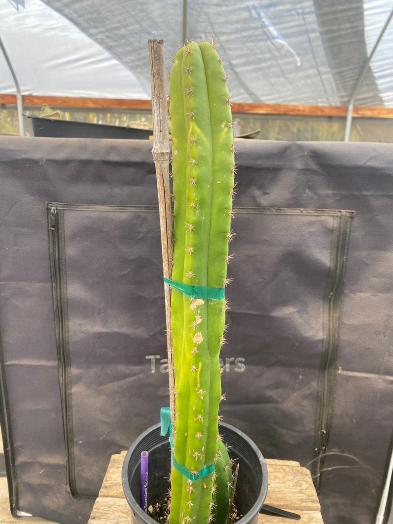 #EC372 EXACT Trichocereus Hybrid Kimnach X Torres n Torres Cactus 20.5”