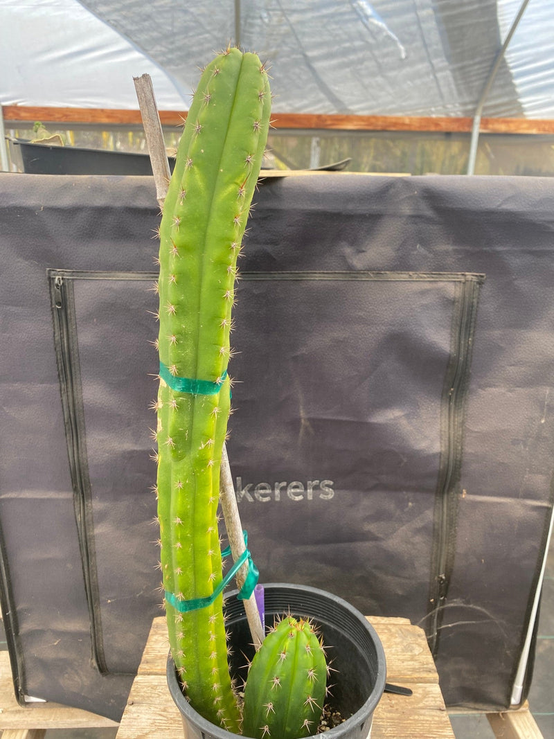 #EC372 EXACT Trichocereus Hybrid Kimnach X Torres n Torres Cactus 20.5”