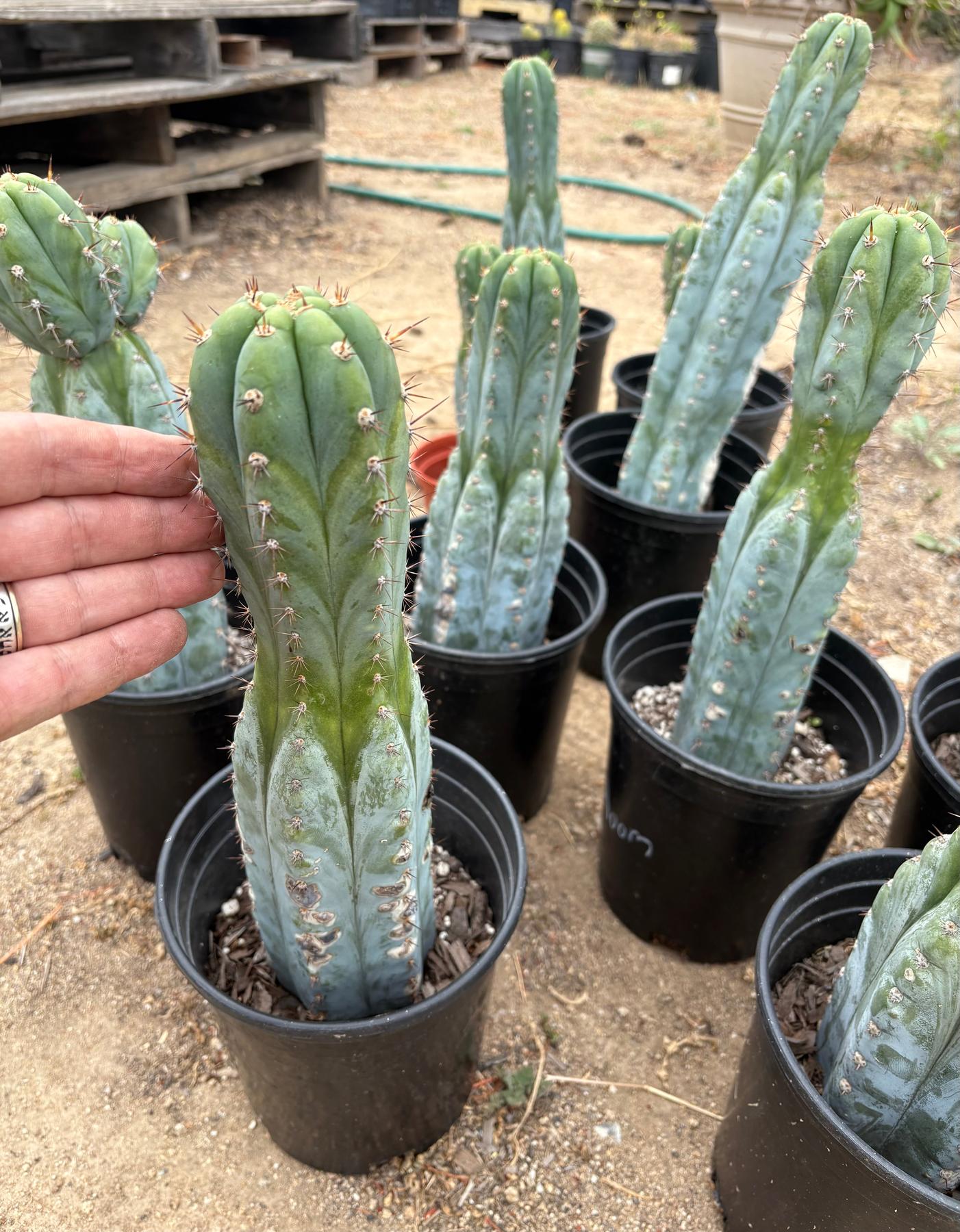 #EC372 Trichocereus Peruvianus Blue Heirloom Cactus Cutting 6”-Cactus - Large - Exact-The Succulent Source