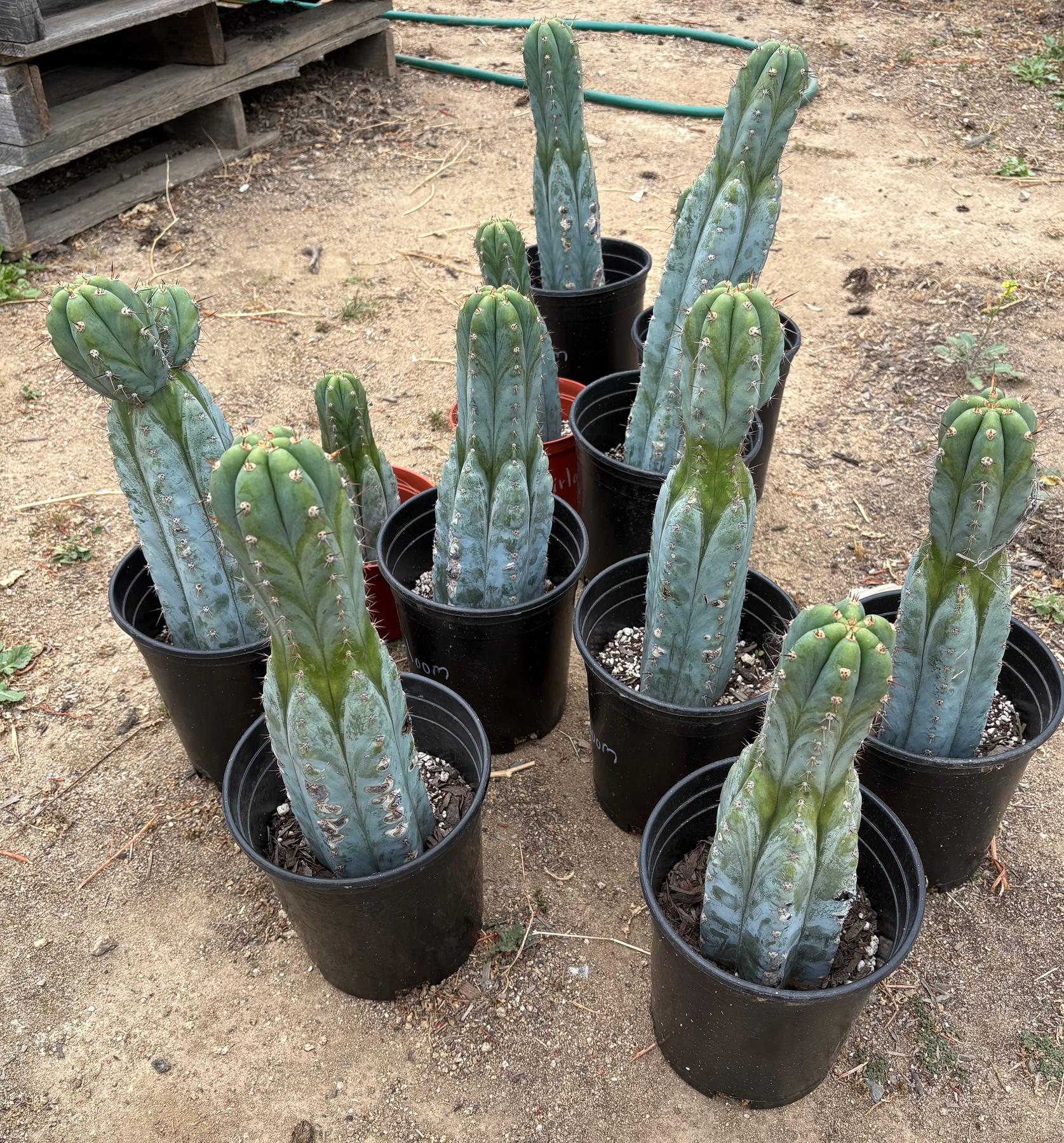 #EC372 Trichocereus Peruvianus Blue Heirloom Cactus Cutting 6”-Cactus - Large - Exact-The Succulent Source