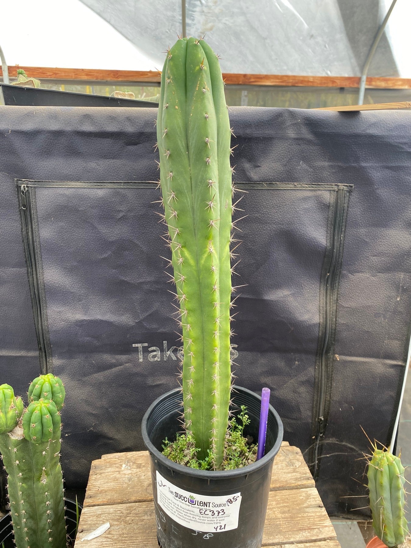 #EC373 EXACT Trichocereus Bridgesii Lost Label Cactus 18.5"-Cactus - Large - Exact-The Succulent Source