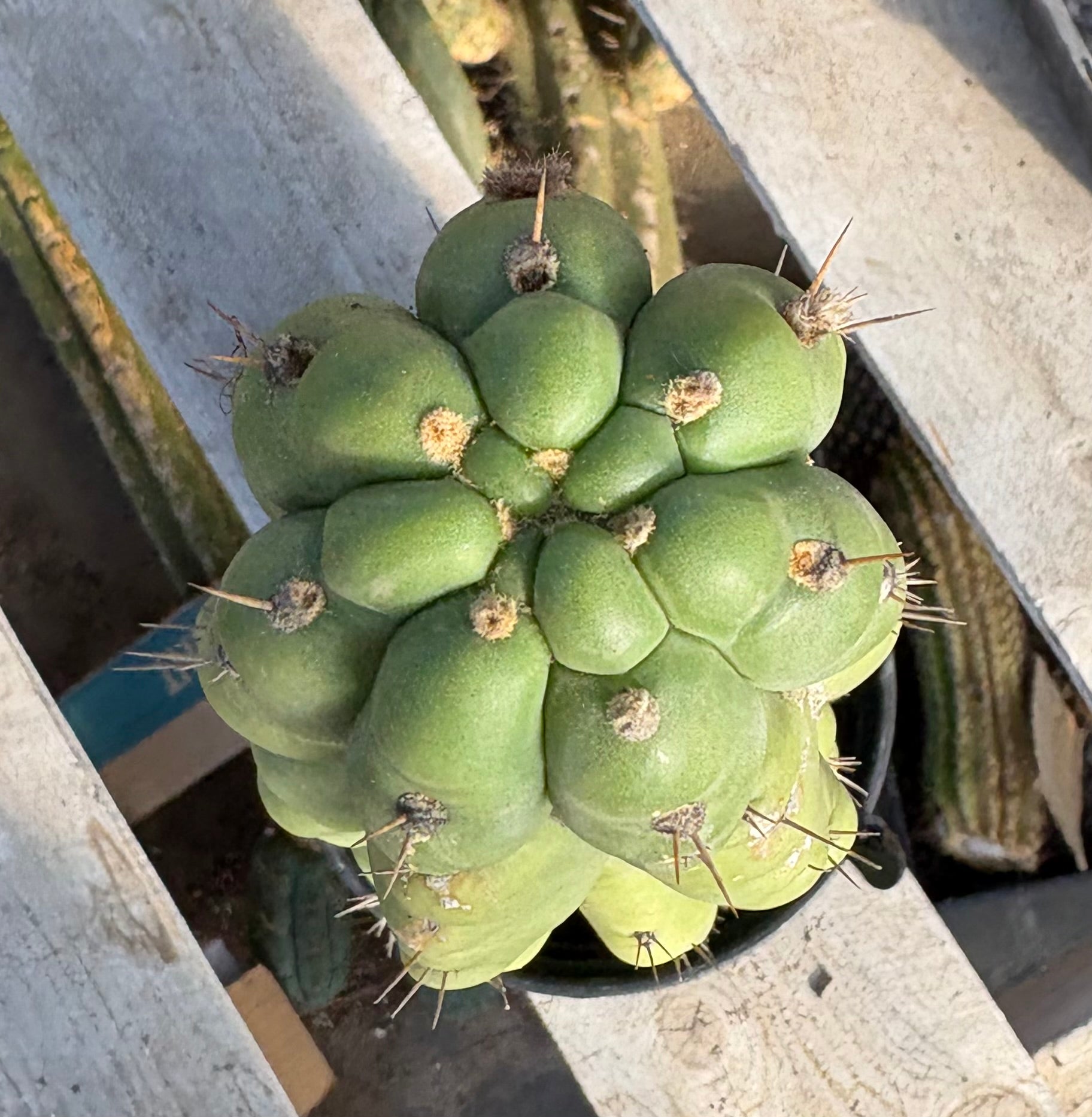 #EC373 EXACT Trichocereus Pachanoi Monstrose TPM Cactus 17.5”-Cactus - Large - Exact-The Succulent Source