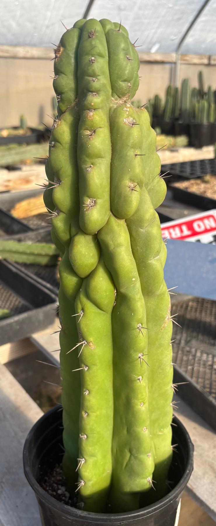 #EC373 EXACT Trichocereus Pachanoi Monstrose TPM Cactus 17.5”-Cactus - Large - Exact-The Succulent Source