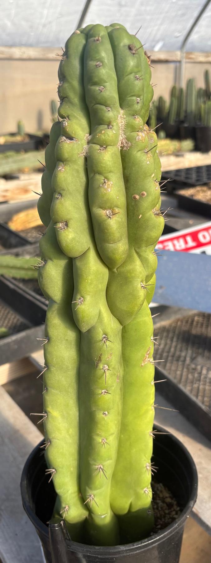 #EC373 EXACT Trichocereus Pachanoi Monstrose TPM Cactus 17.5”-Cactus - Large - Exact-The Succulent Source