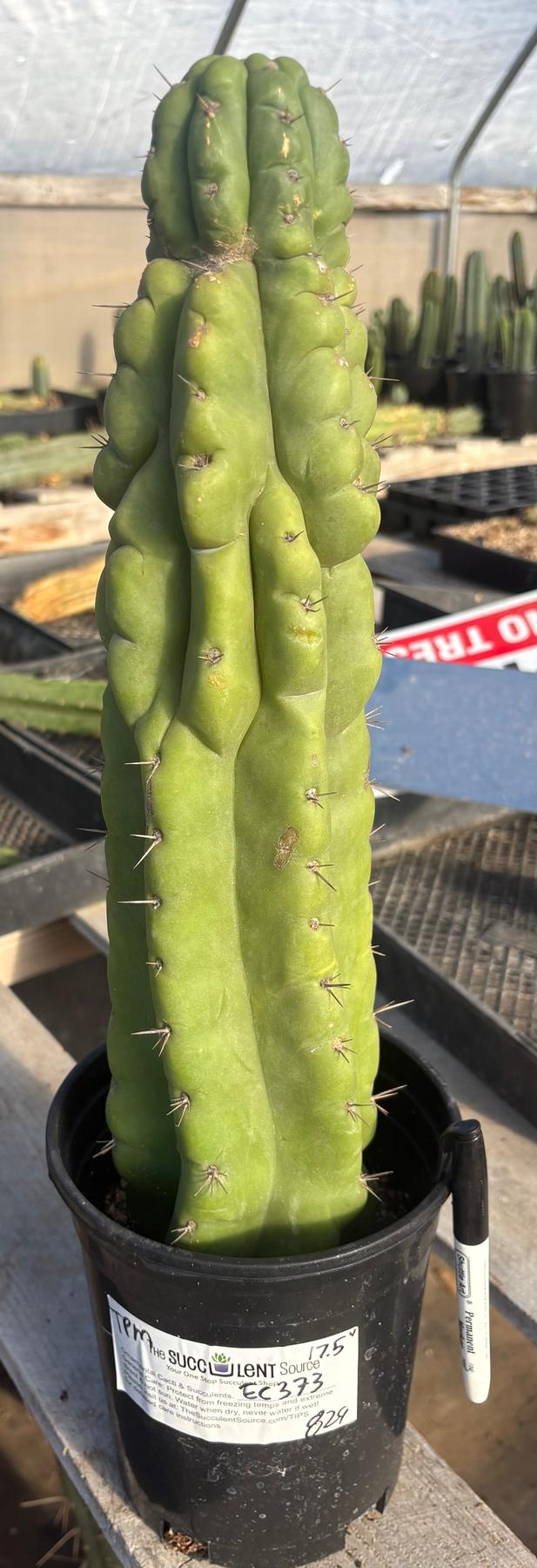 san pedro monstrose cactus #EC373 EXACT Trichocereus Pachanoi Monstrose TPM Cactus 17.5”