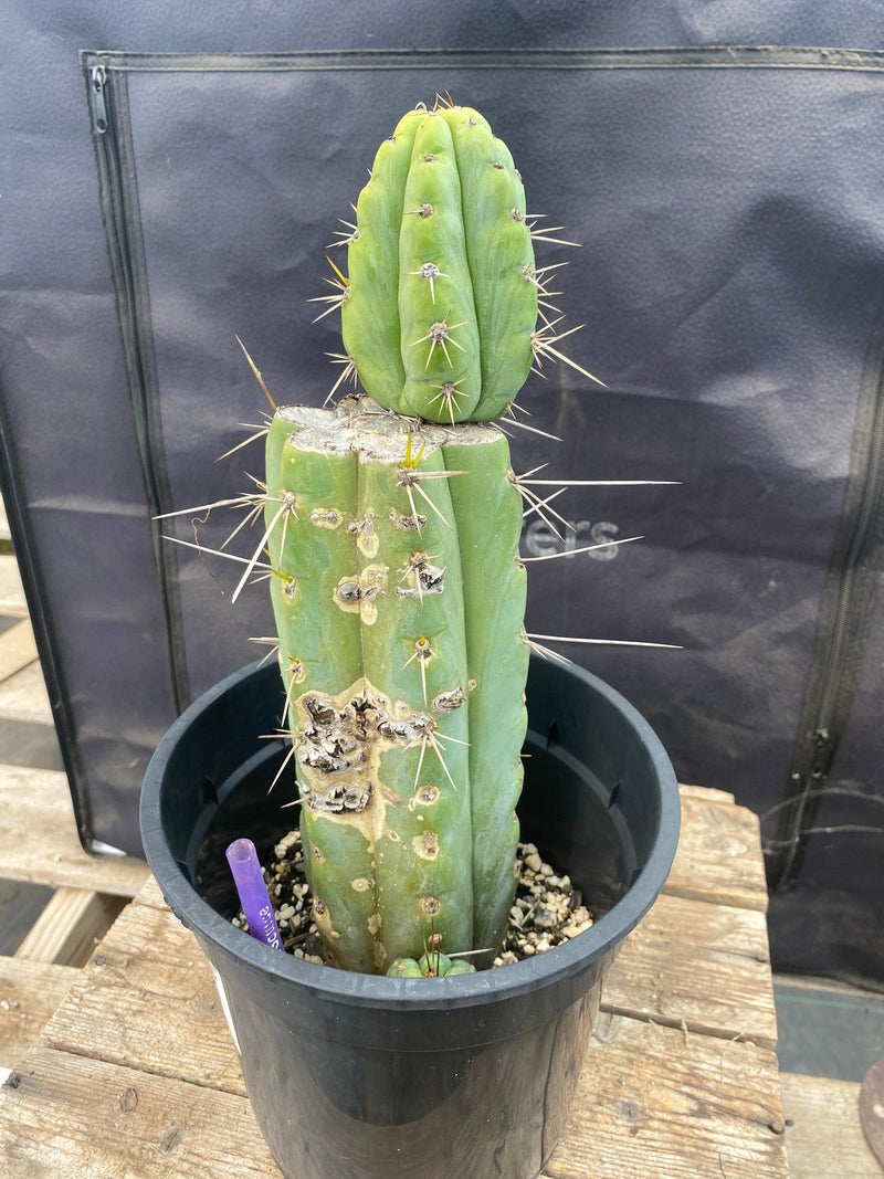 #EC374 EXACT Trichocereus Cactus 12"