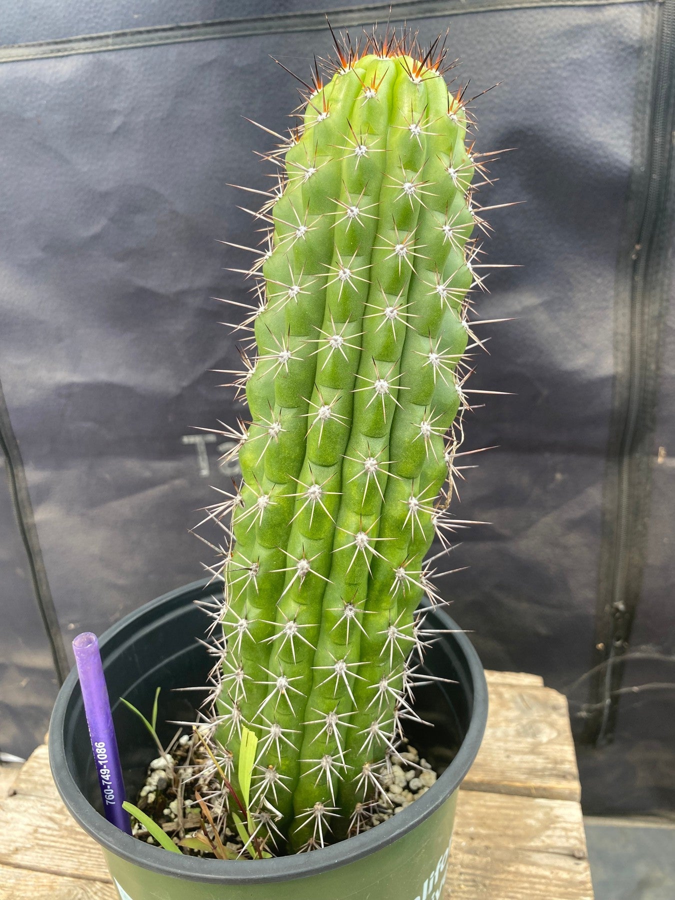 #EC375 EXACT Trichocereus Thelogonus Cactus 11.5-Cactus - Large - Exact-The Succulent Source