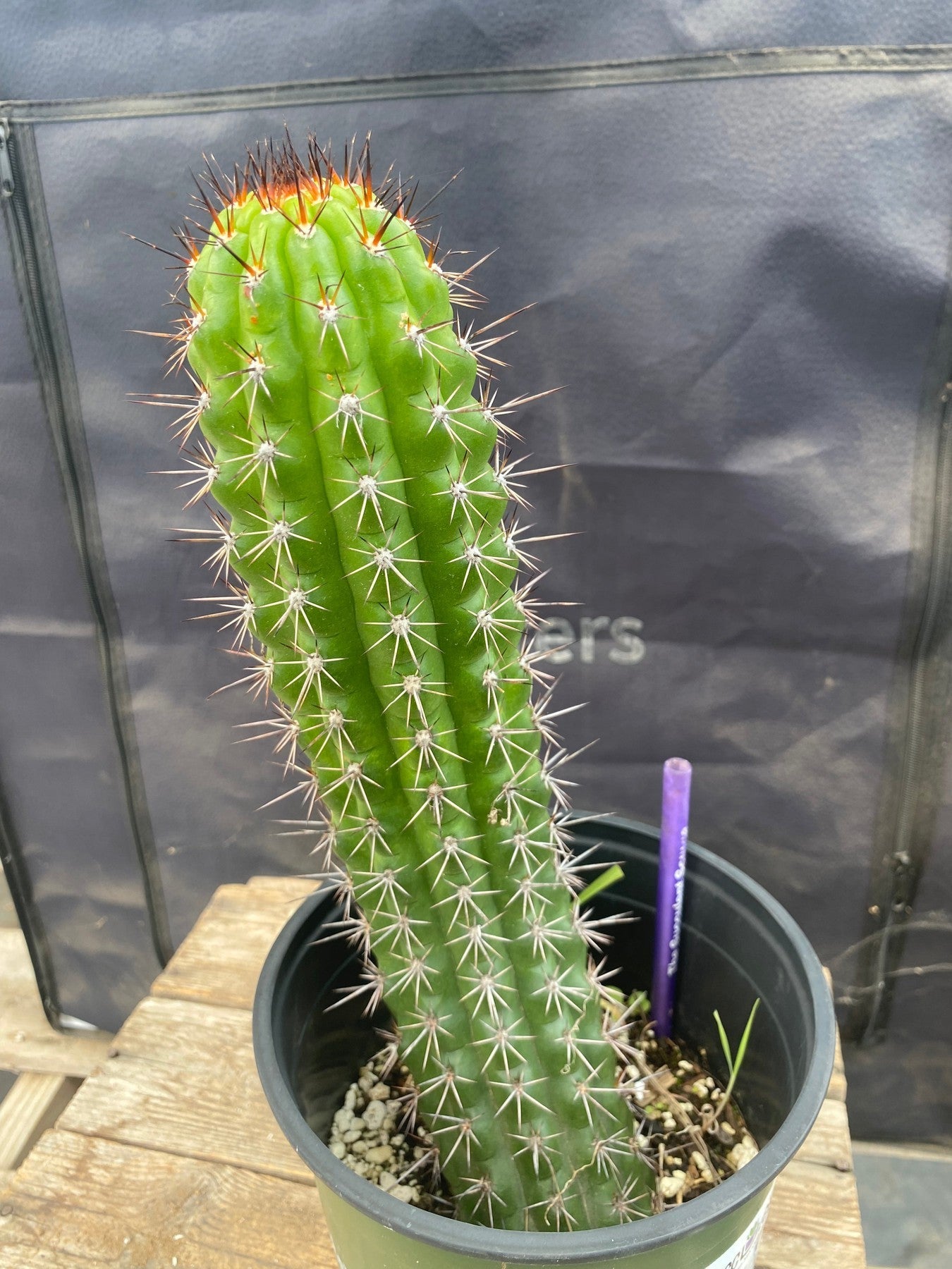 #EC375 EXACT Trichocereus Thelogonus Cactus 11.5-Cactus - Large - Exact-The Succulent Source