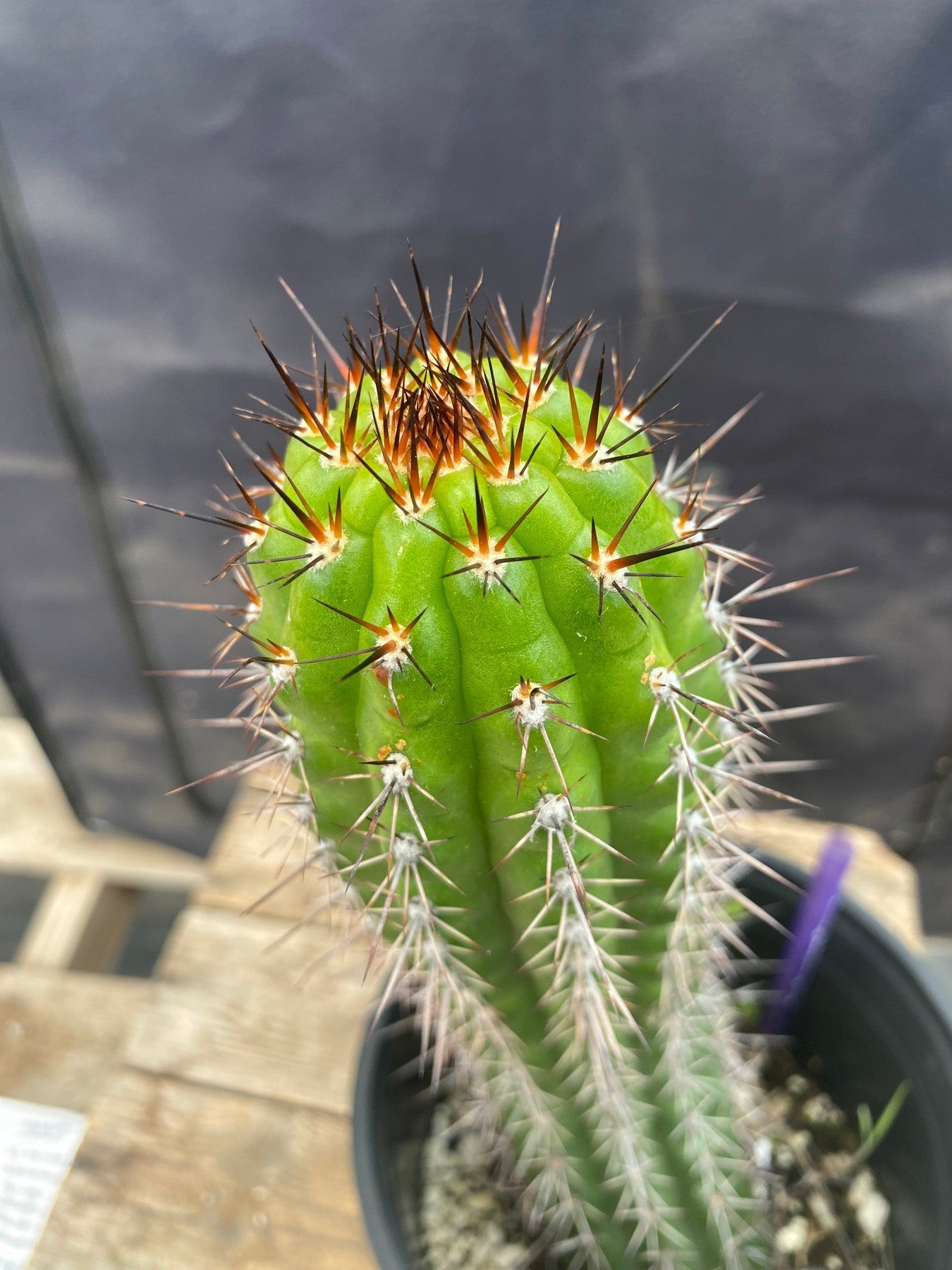 #EC375 EXACT Trichocereus Thelogonus Cactus 11.5-Cactus - Large - Exact-The Succulent Source