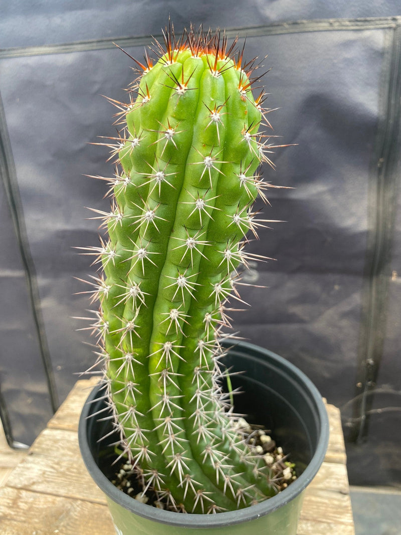 #EC375 EXACT Trichocereus Thelogonus Cactus 11.5