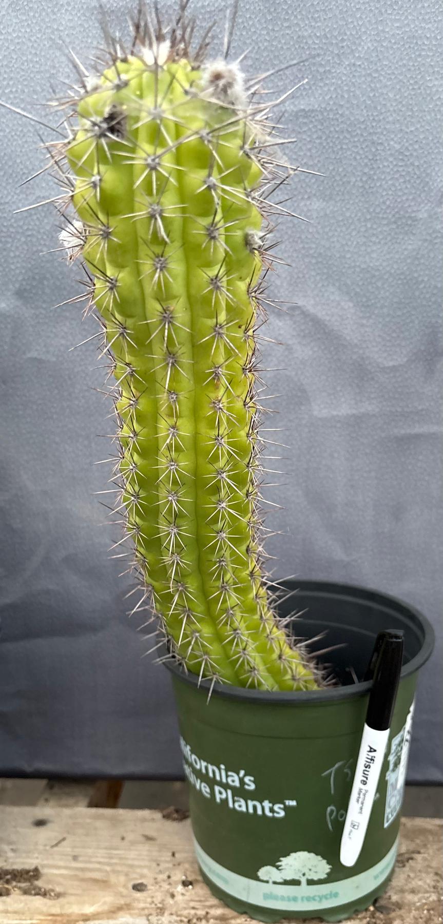 #EC375 EXACT Trichocereus Thelogonus Cactus 14.5”-Cactus - Large - Exact-The Succulent Source