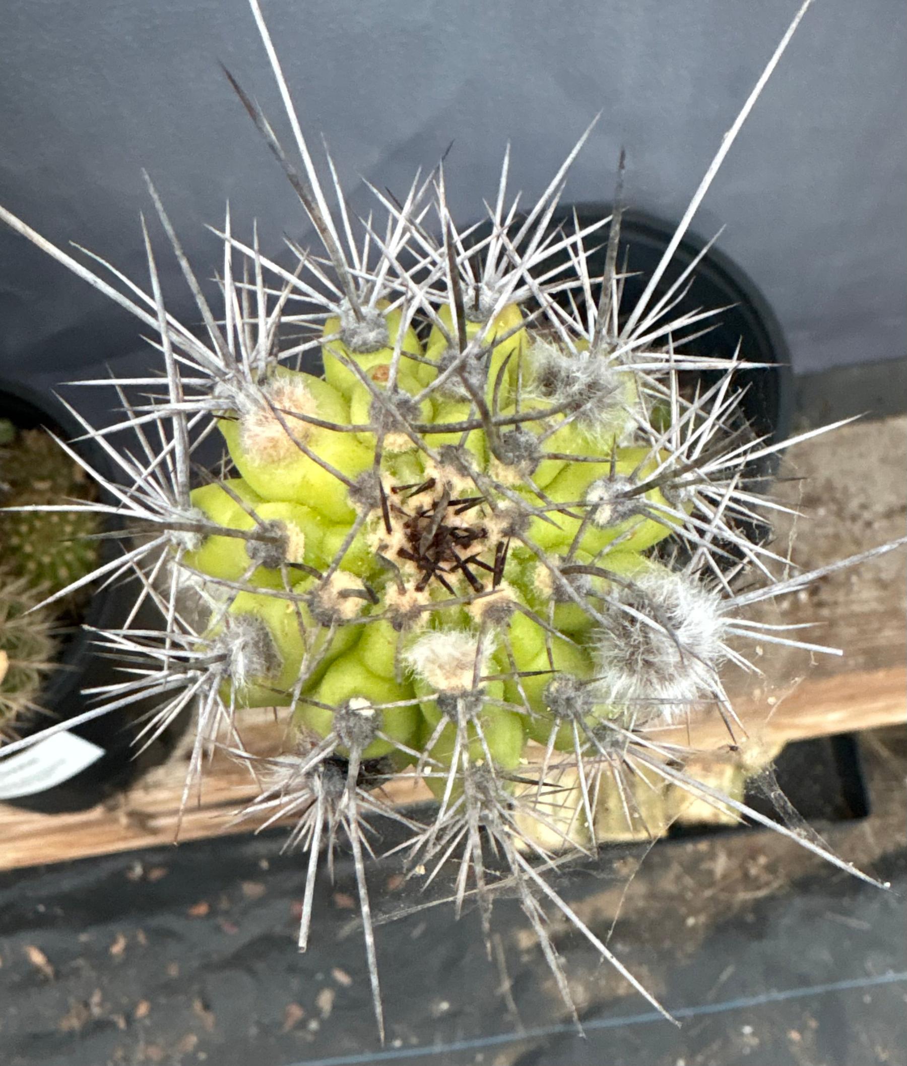 #EC375 EXACT Trichocereus Thelogonus Cactus 14.5”-Cactus - Large - Exact-The Succulent Source