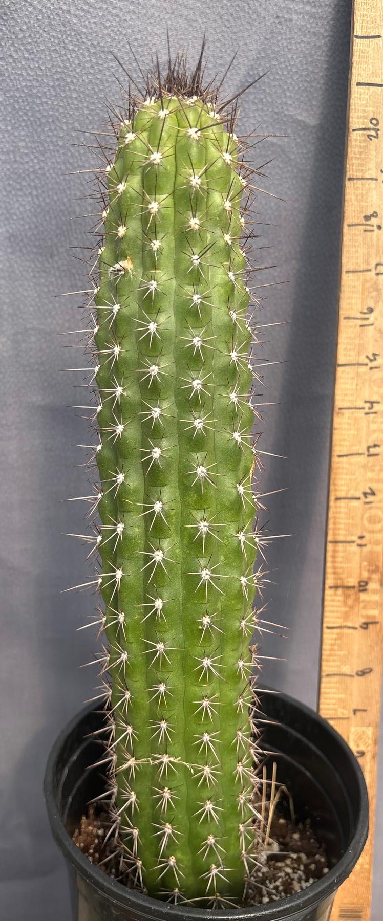 #EC375 EXACT Trichocereus Thelogonus Cactus 15”-Cactus - Large - Exact-The Succulent Source