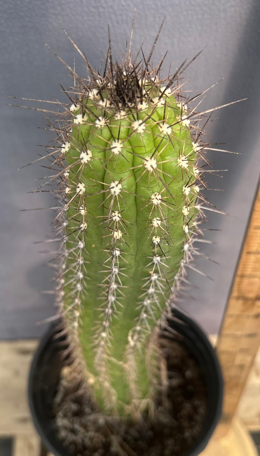 #EC375 EXACT Trichocereus Thelogonus Cactus 15”-Cactus - Large - Exact-The Succulent Source