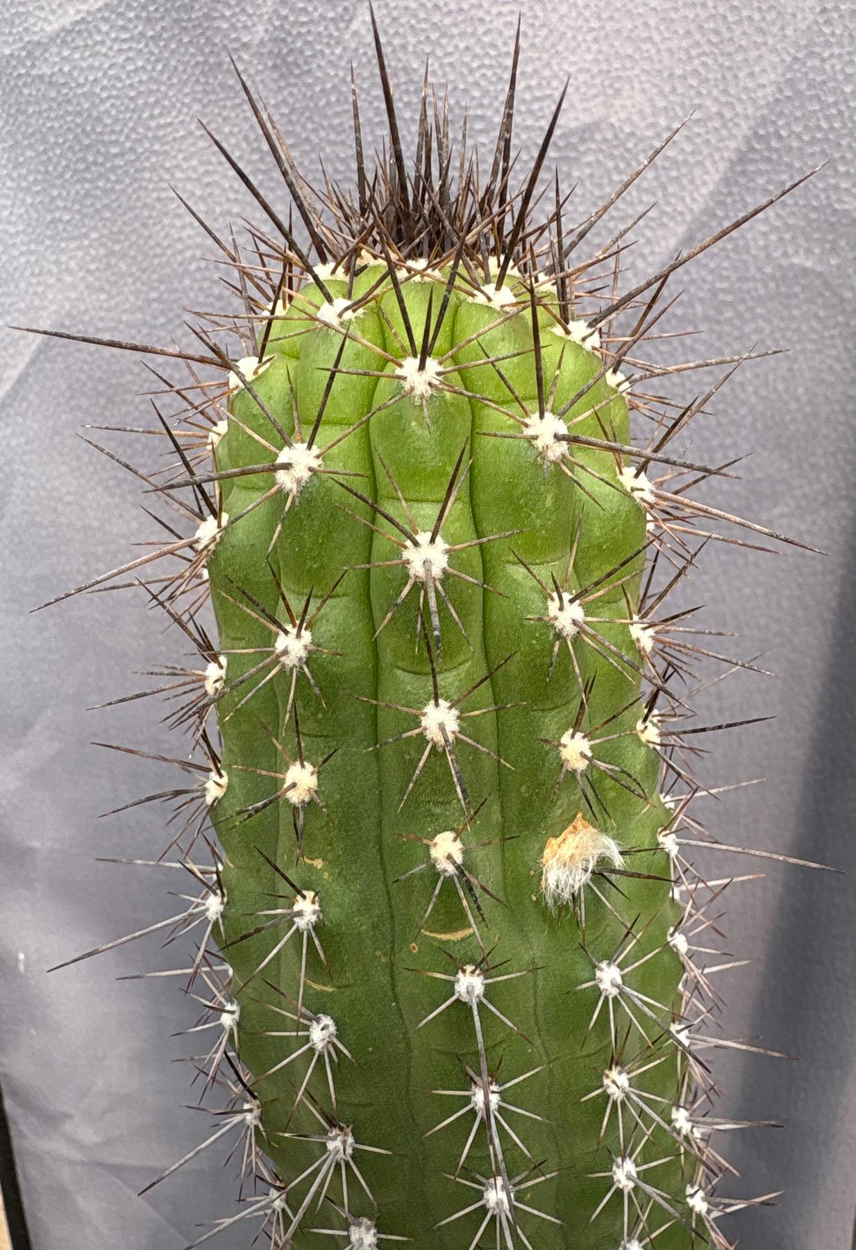 #EC375 EXACT Trichocereus Thelogonus Cactus 15”-Cactus - Large - Exact-The Succulent Source