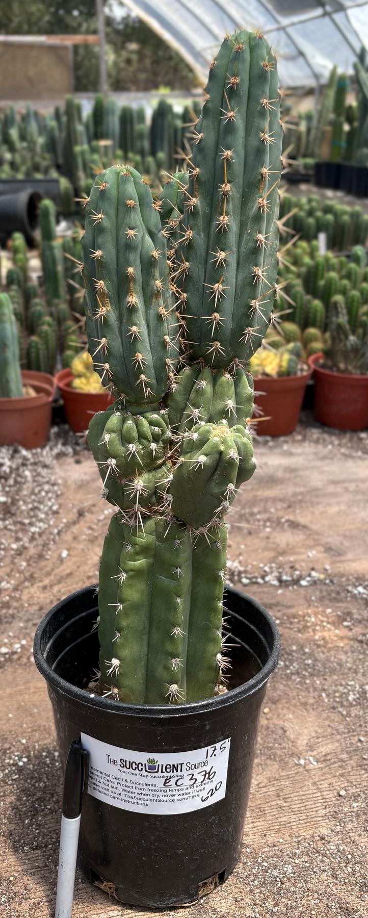 #EC376 EXACT Trichocereus Beautiful potted specimen 17.5”-Cactus - Large - Exact-The Succulent Source