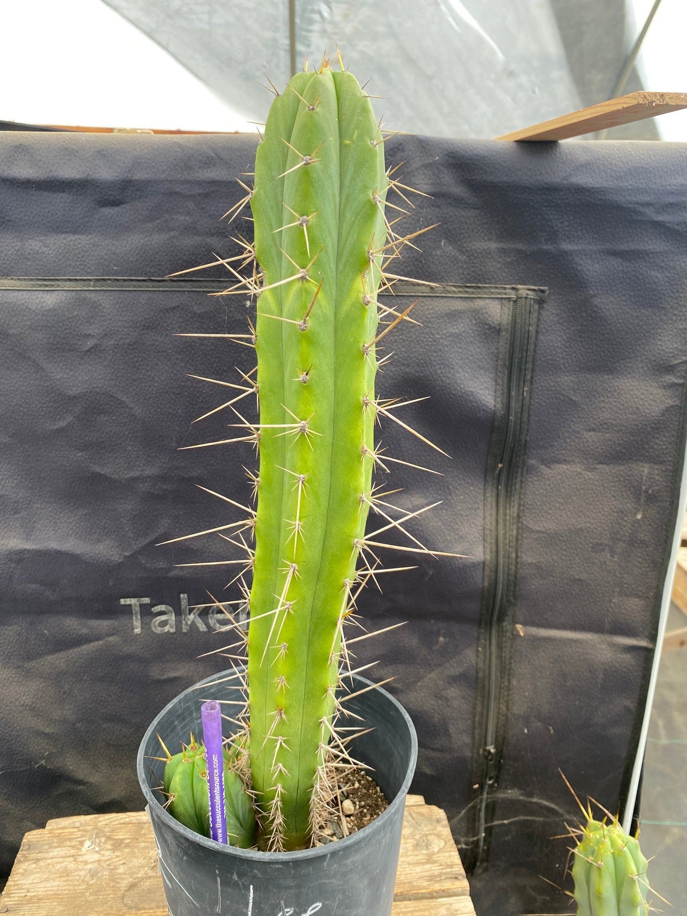 #EC376 EXACT (species) Ornamental Cactus 16”-Cactus - Large - Exact-The Succulent Source
