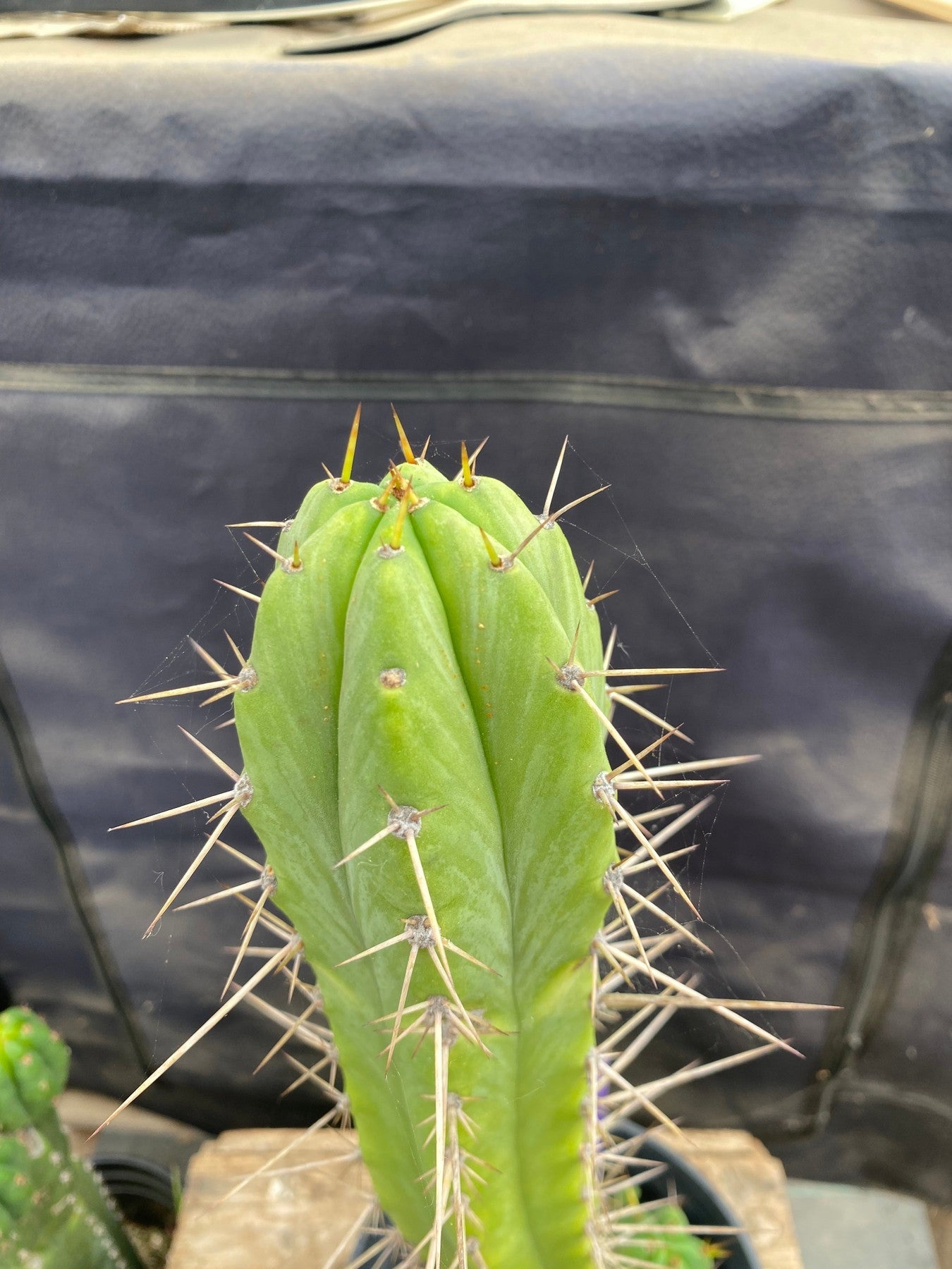 #EC376 EXACT (species) Ornamental Cactus 16”-Cactus - Large - Exact-The Succulent Source