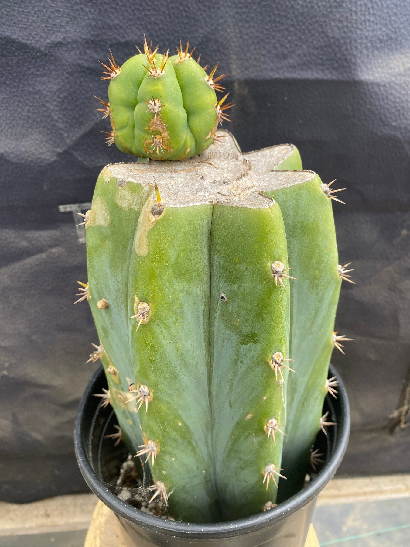 #EC376 EXACT Trichocereus Hybrid Bridgesii Lee X Huarazensis Cactus 11”-Cactus - Large - Exact-The Succulent Source