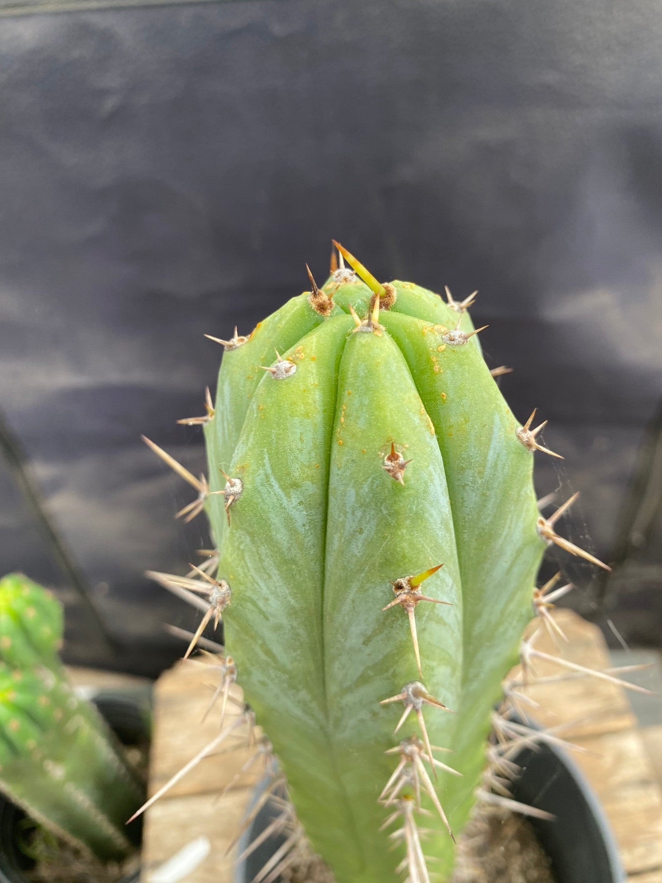 #EC377 EXACT (species) Ornamental Cactus 13.5”-Cactus - Large - Exact-The Succulent Source