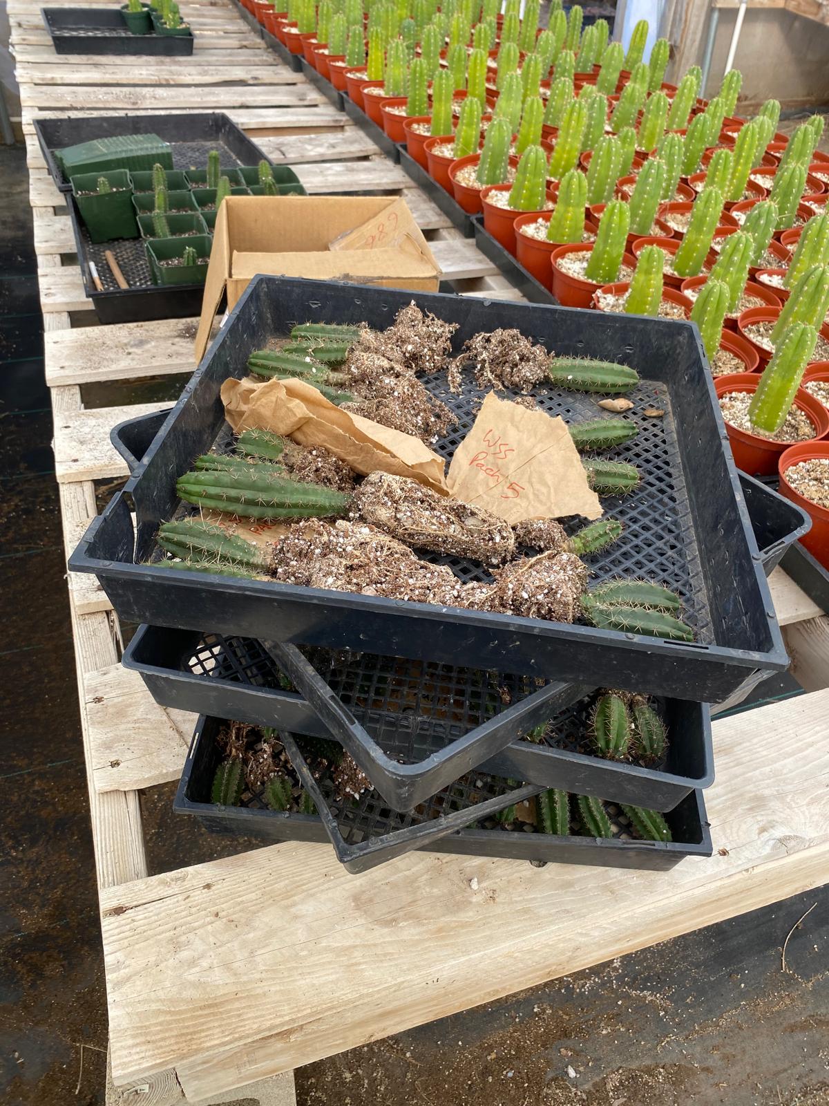 #EC377 EXACT Trichocereus Hybrid Seedling Mixed 6 Pack of Cactus 3-5”-Cactus - Large - Exact-The Succulent Source