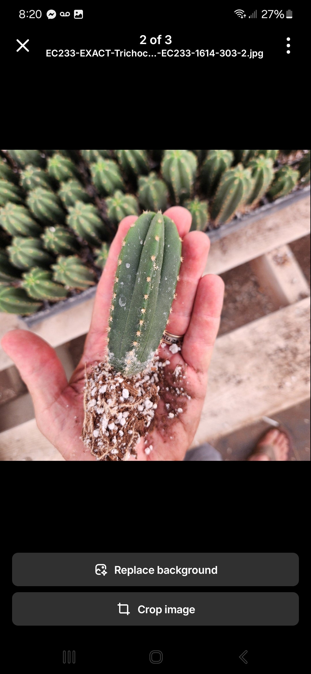 San Pedro Cactus for Sale Trichocereus - #EC377 EXACT Trichocereus