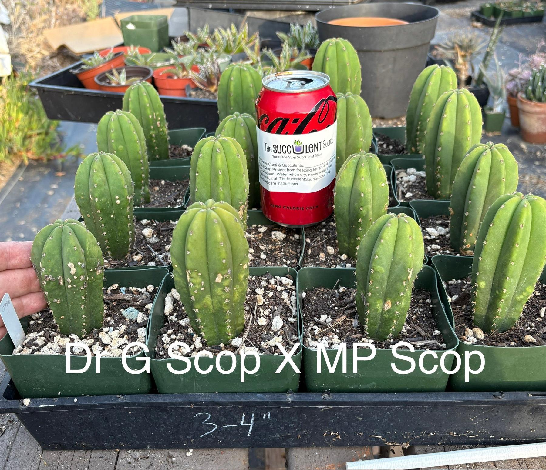 #EC378 EXACT Trichocereus Hybrid Dr.G Scop X MP Scop Cactus Seedling Cactus 3-4” approx-Cactus - Large - Exact-The Succulent Source