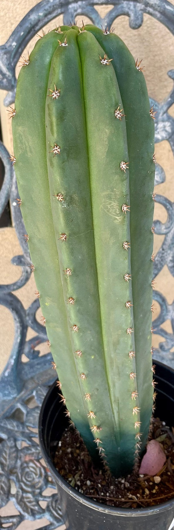 #EC378 EXACT Trichocereus Hybrid Dr.G Scop X Peruvianus PB3 Cactus 17”-Cactus - Large - Exact-The Succulent Source